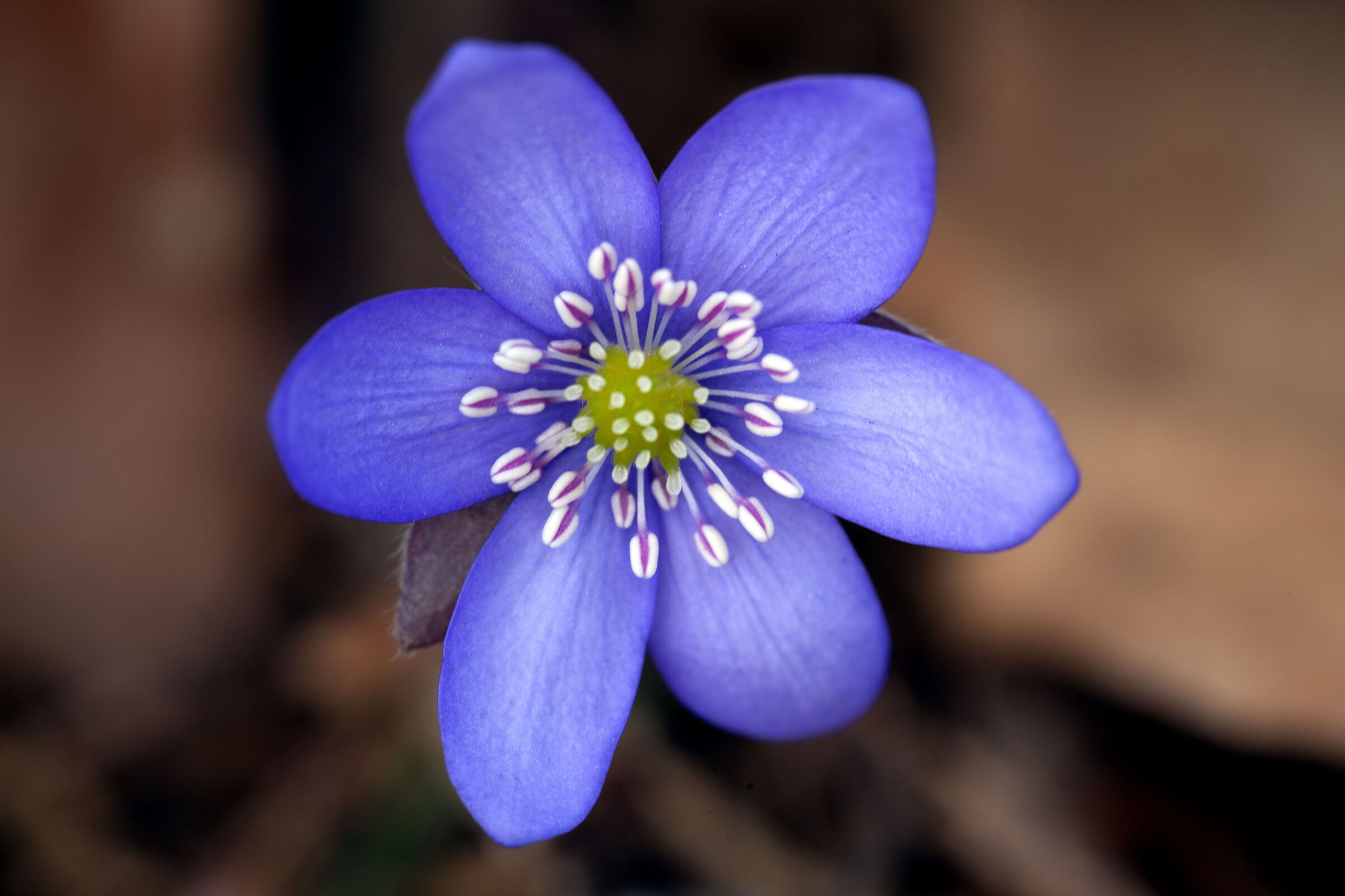 Hepatica Nobilis
