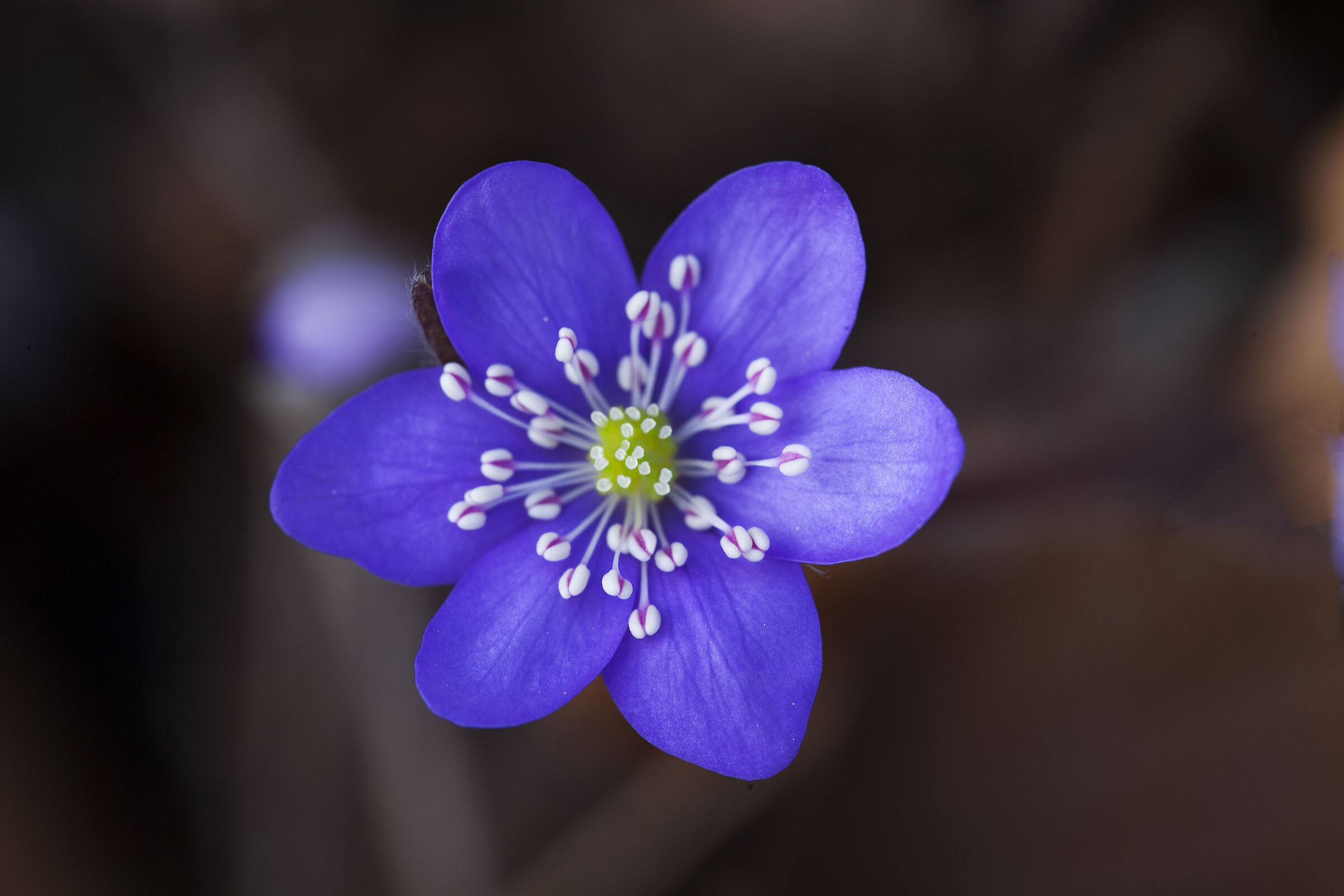 Hepatica Nobilis