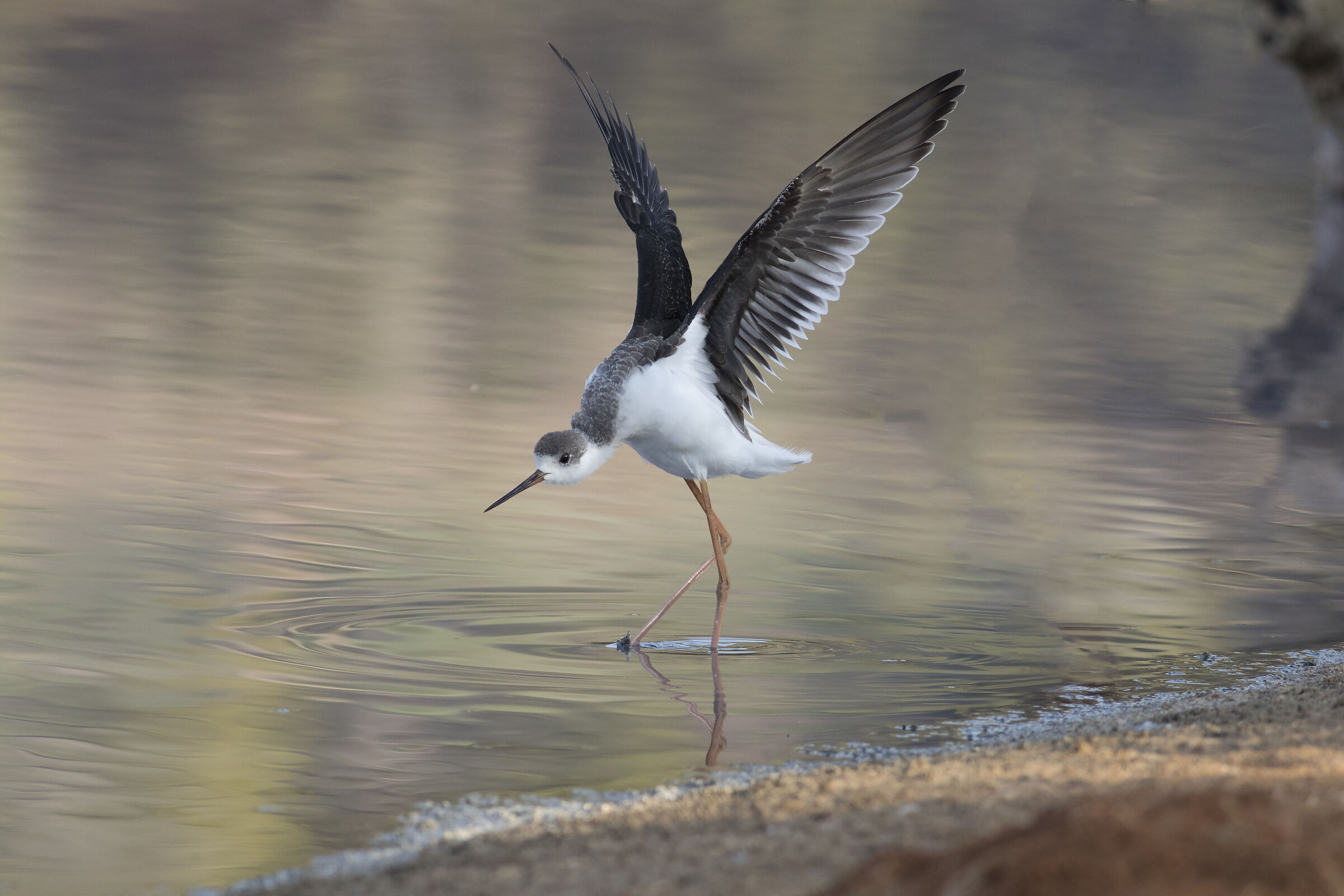 Cavaliere d'Italia alata nera giovanile.