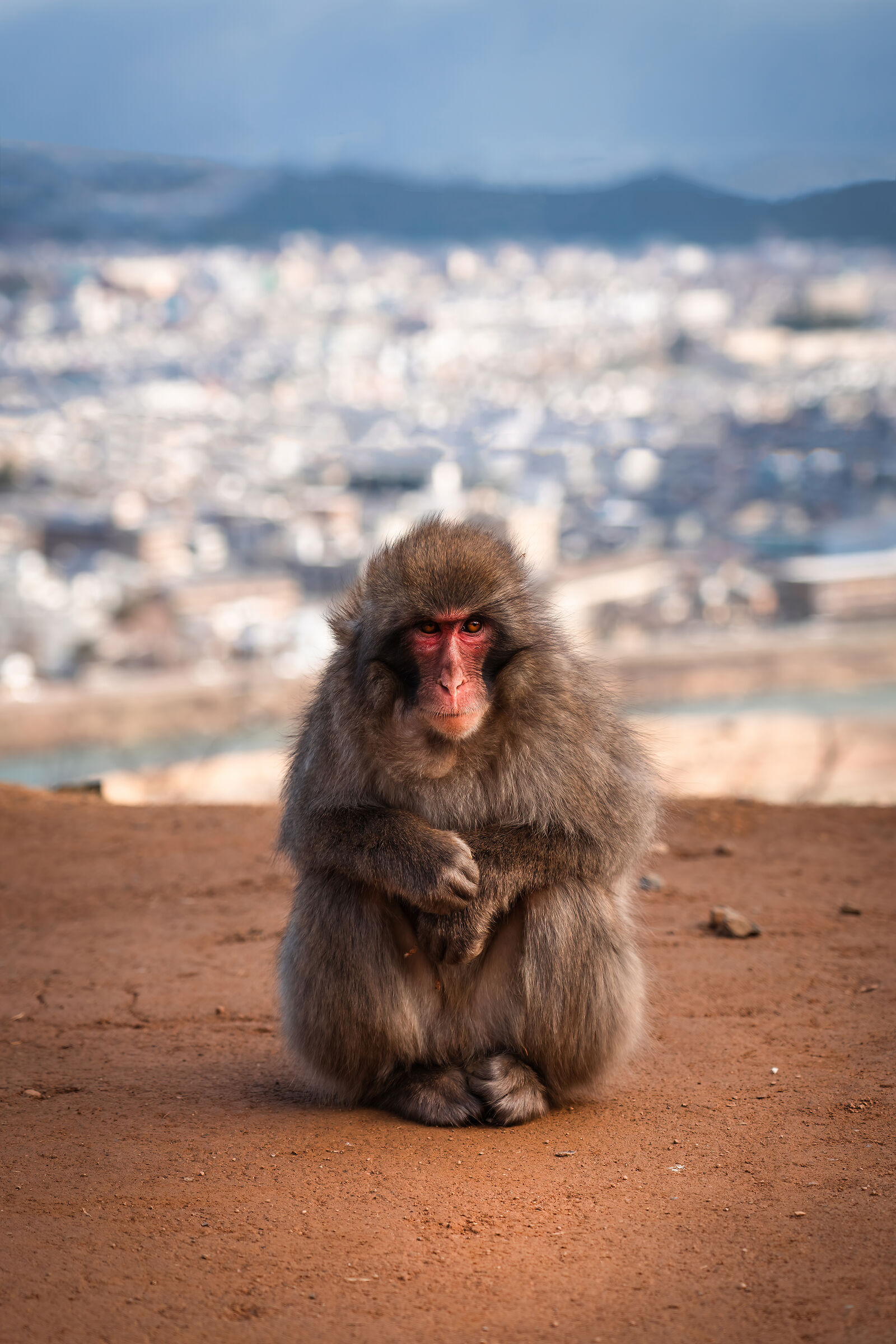 Portrait of Japanese Macaque