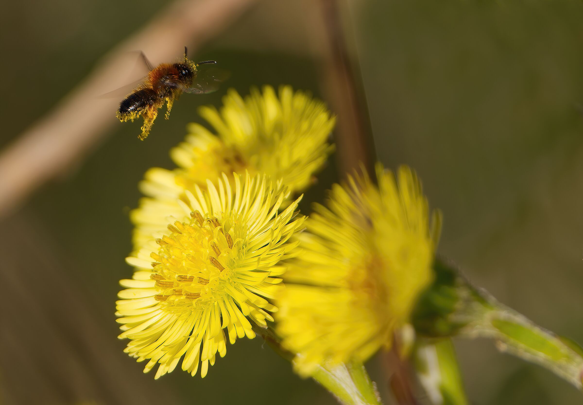 La primavera sta arrivando