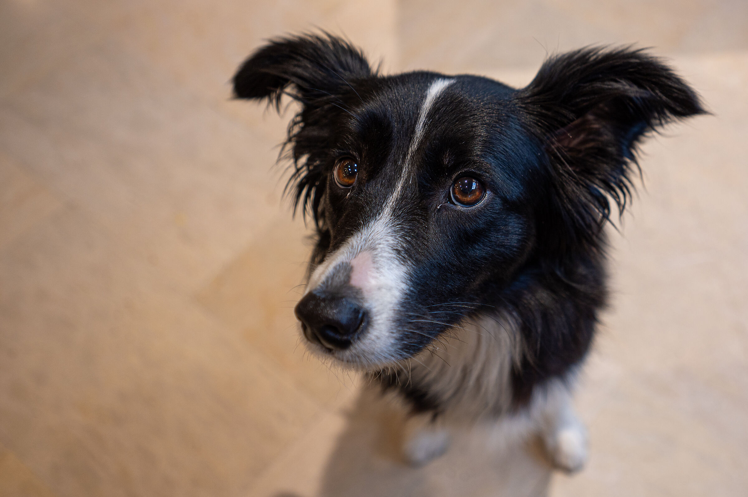 Asia (prova Z 17-28 )