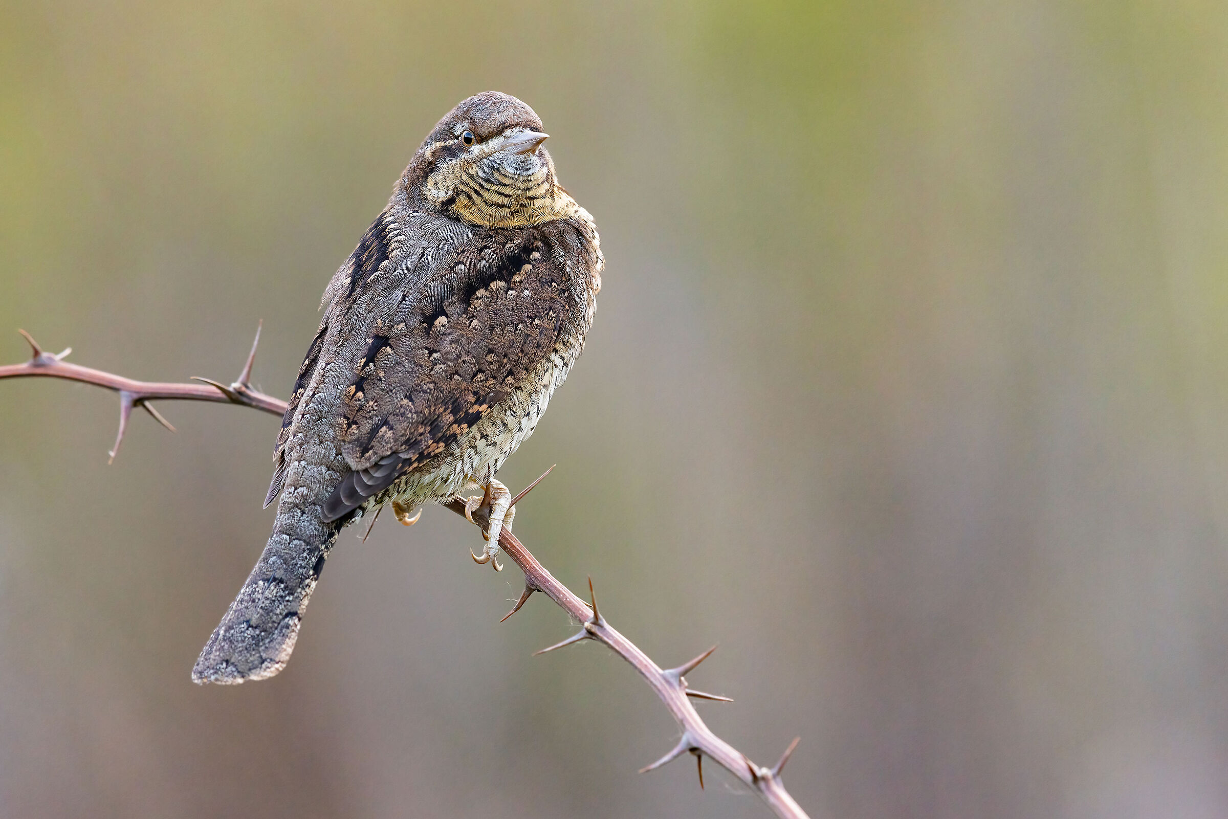 wryneck