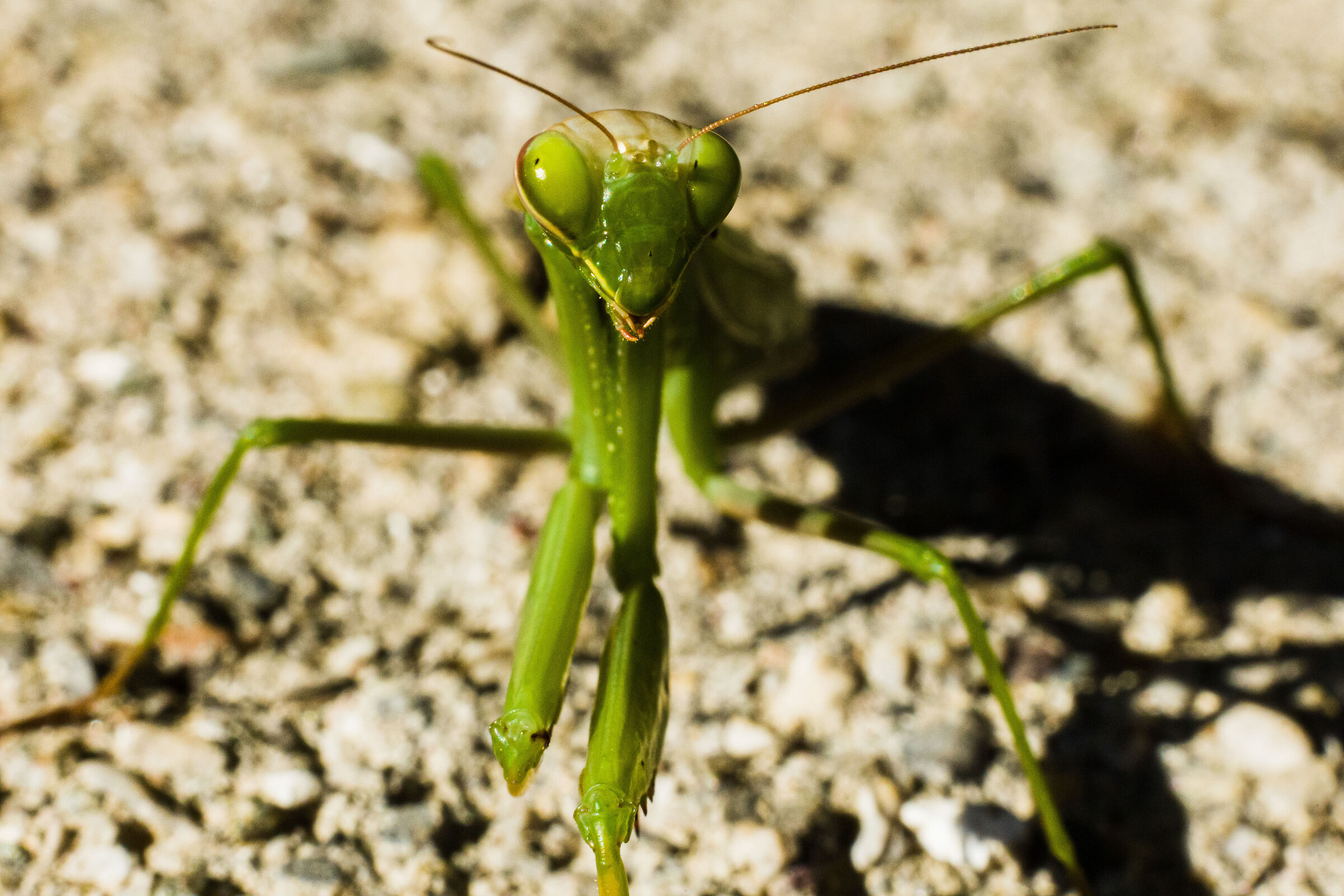 Mantis