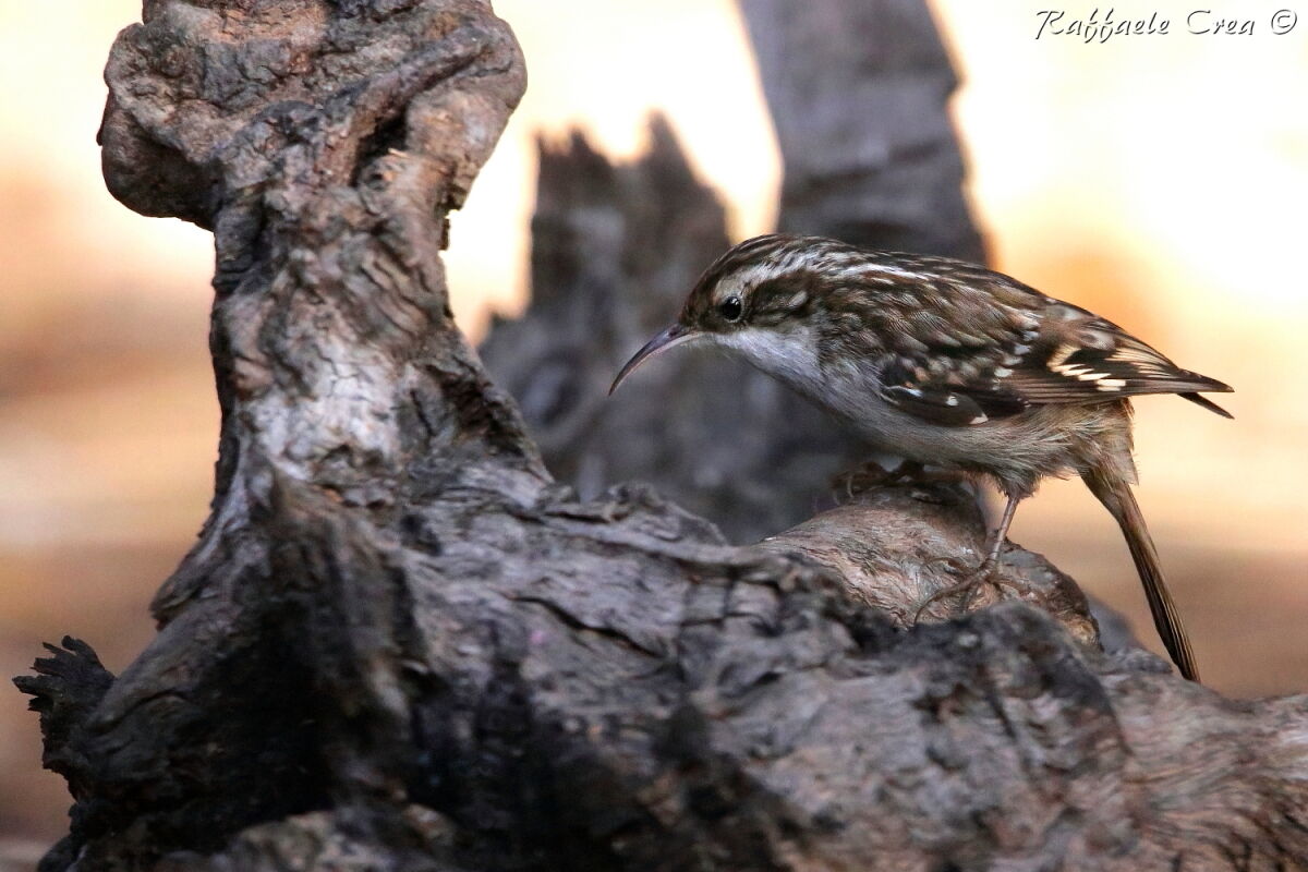 Il Rampichino lunare