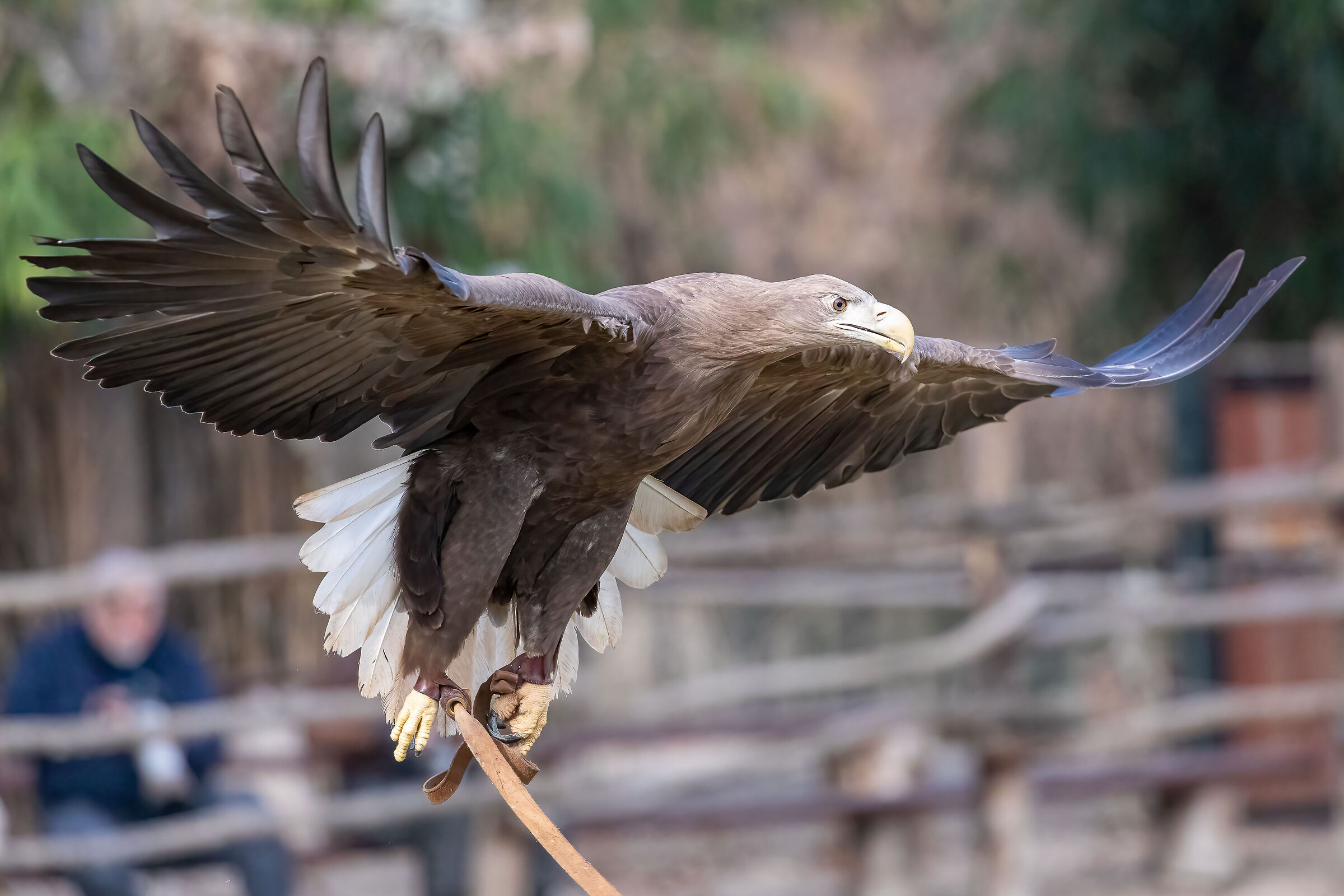 Aquila Pescatrice - Oasi di Sant'Alessio