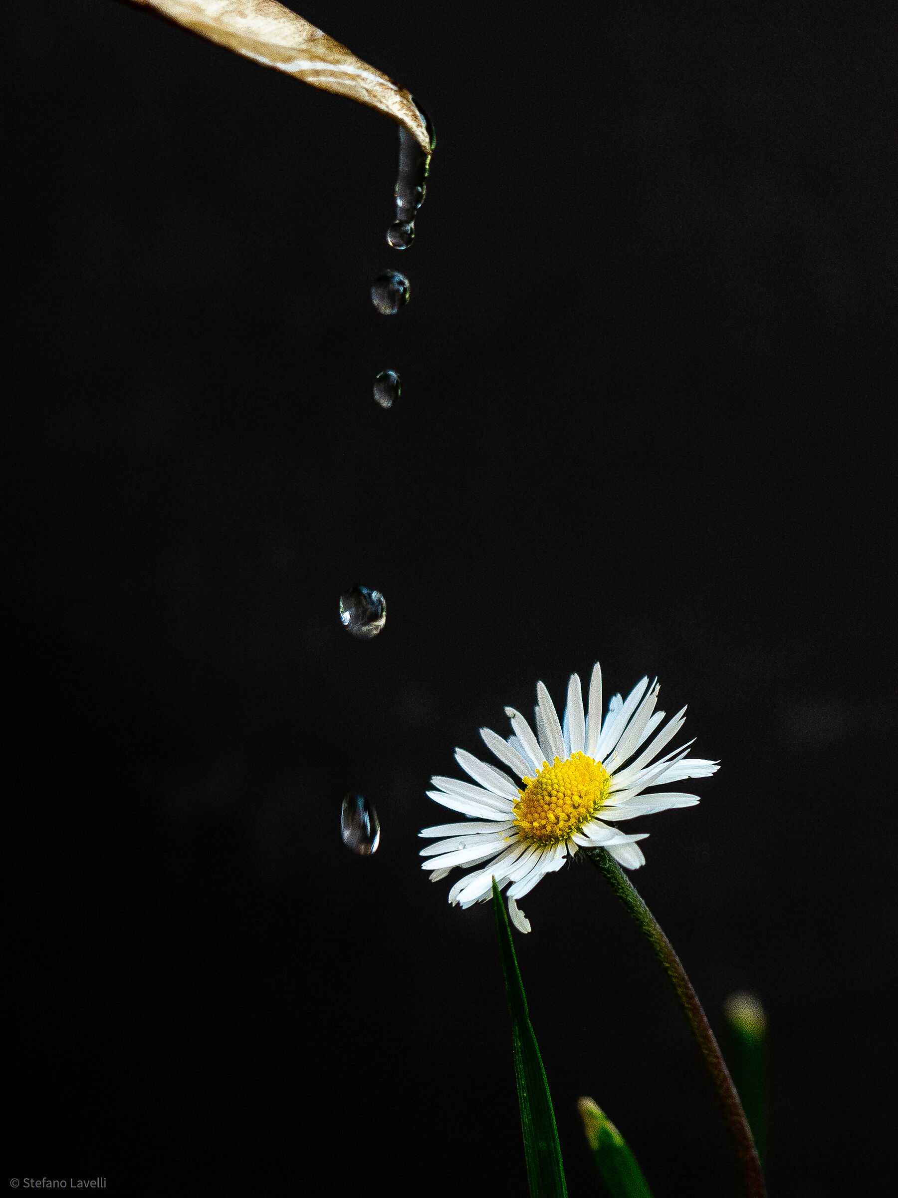 Leaf quenching a daisy