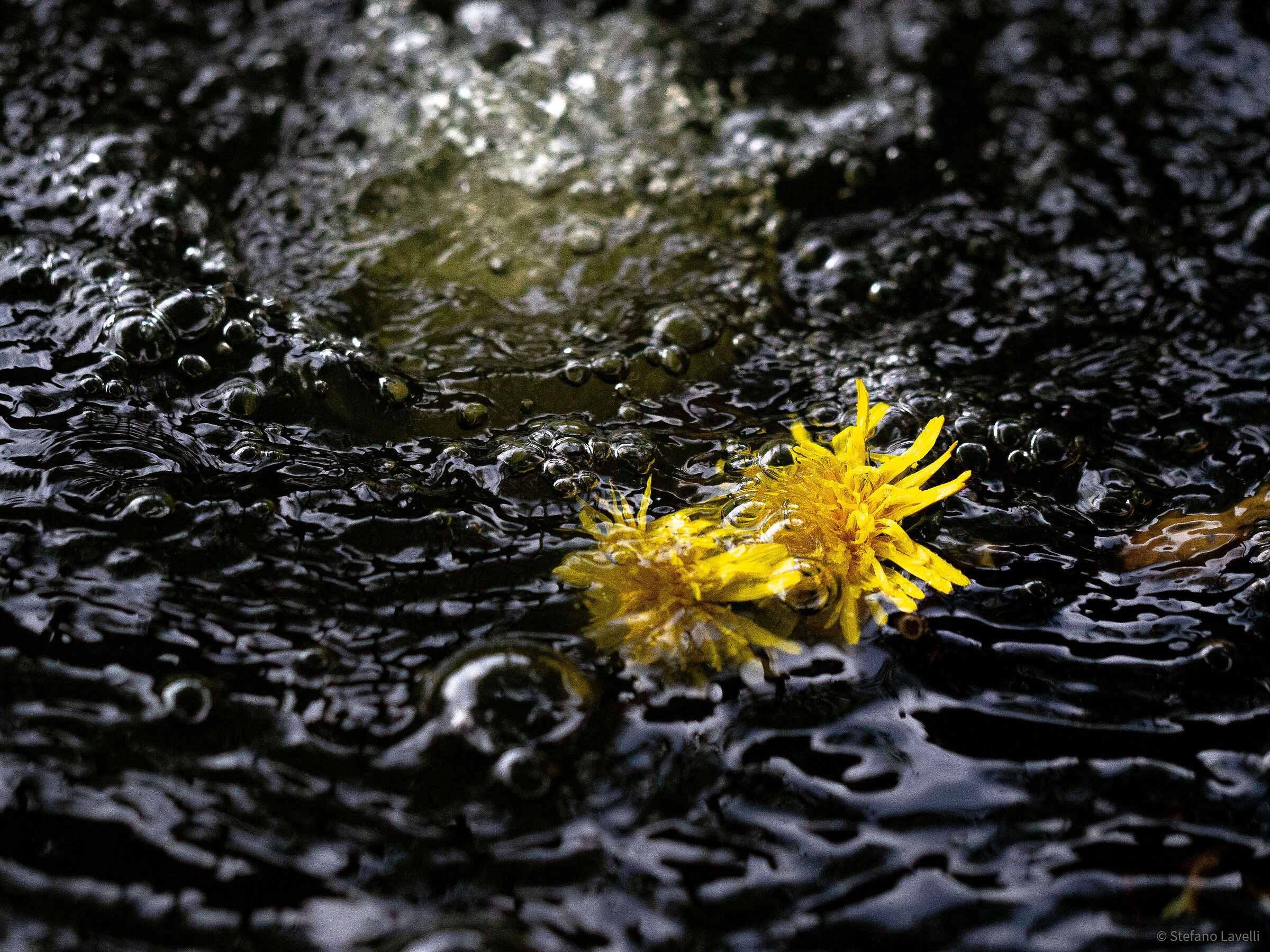 Fiore sotto il getto di acqua