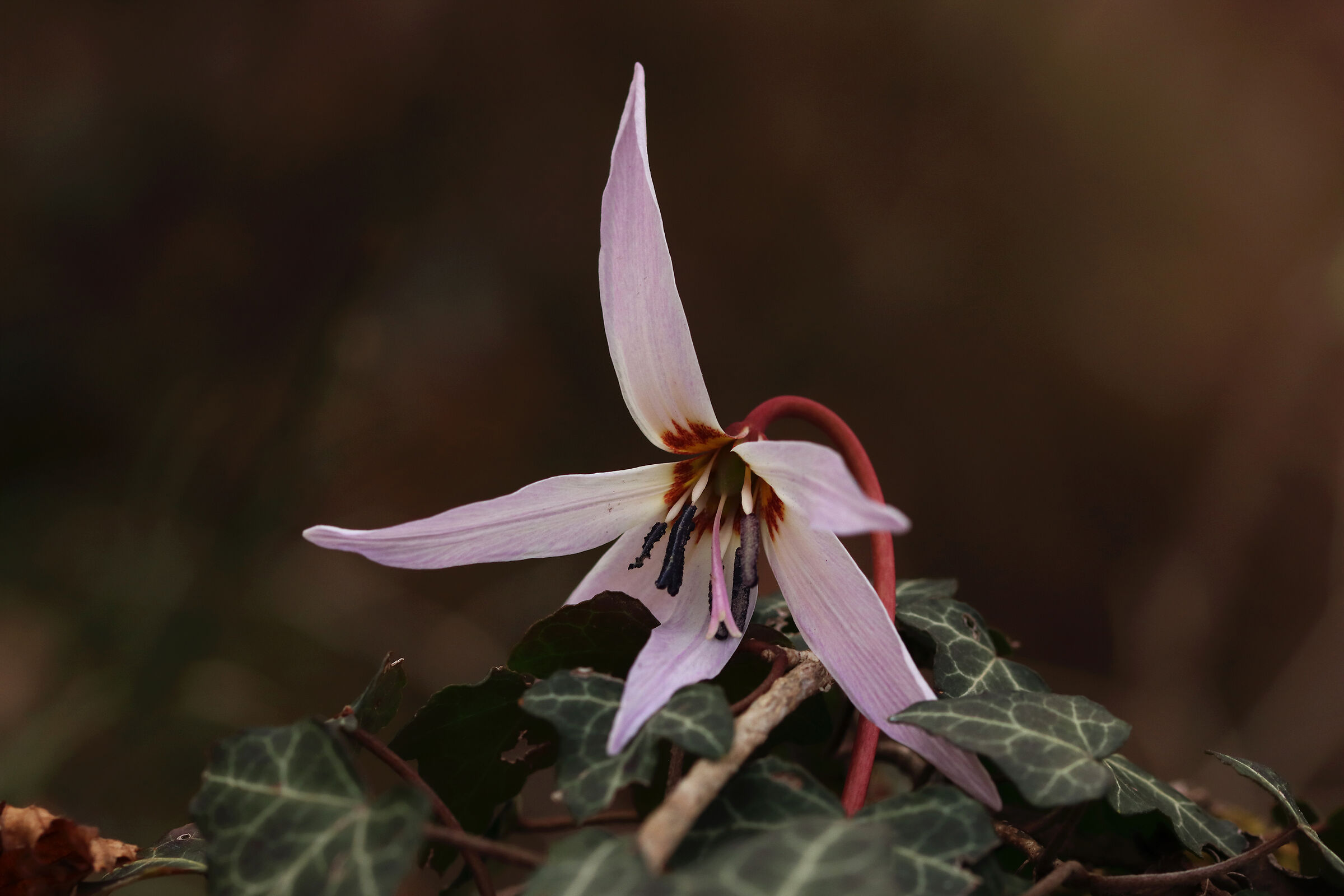 "dog's tooth" among the ivy