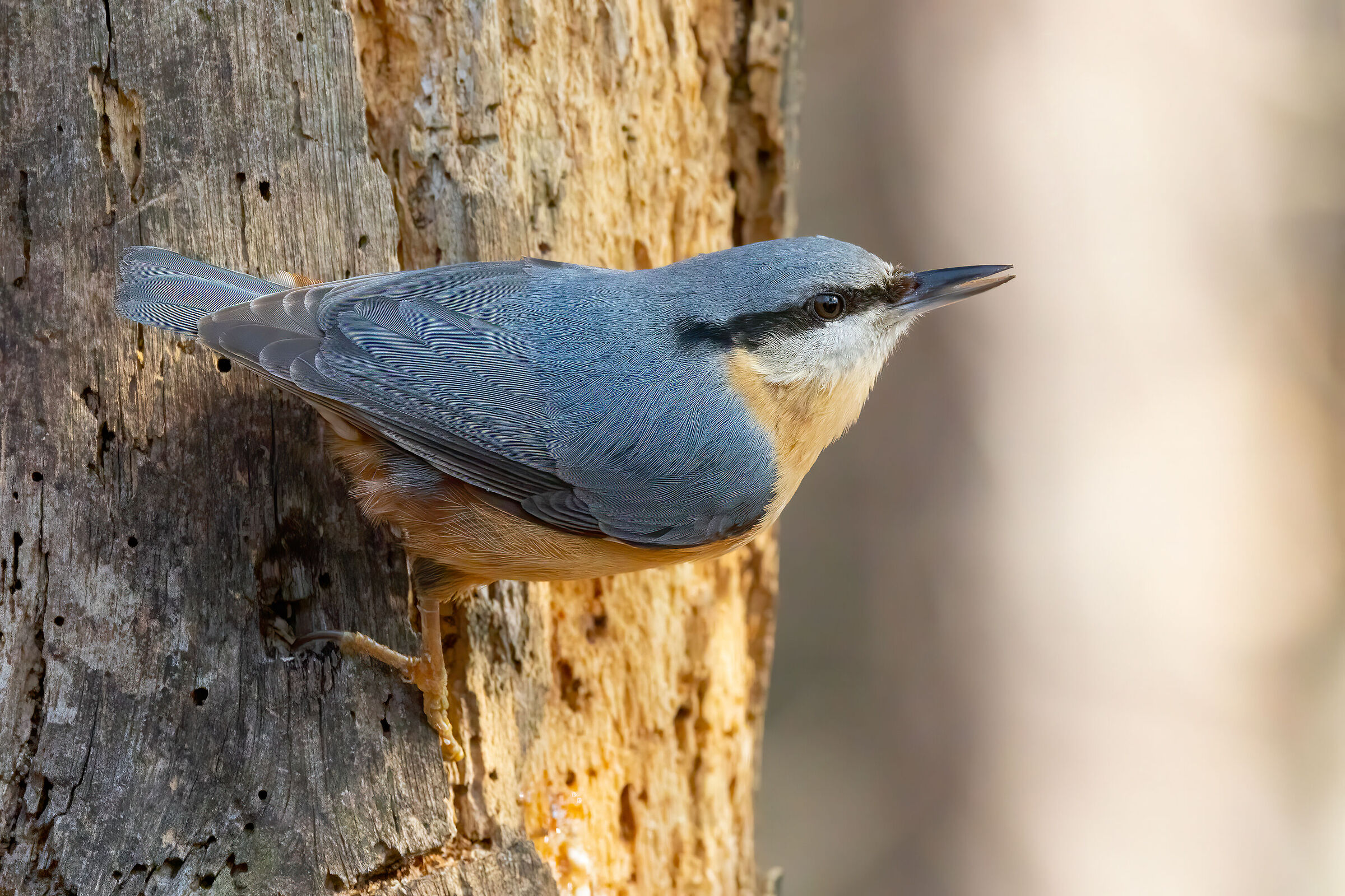 Picchio muratore (Sitta europea)
