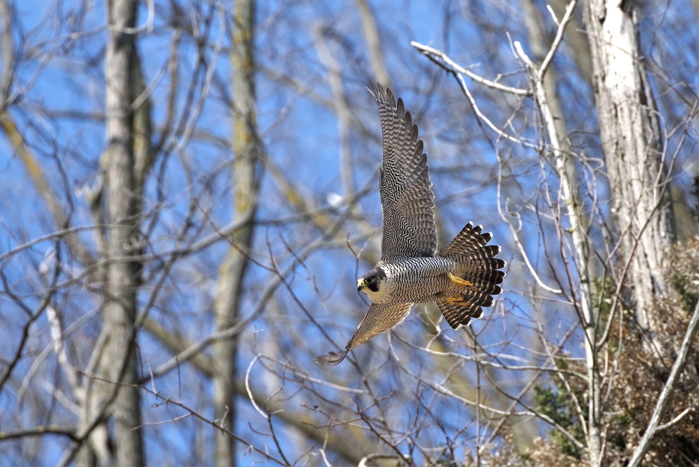 Euganean Hills Peregrine falcon