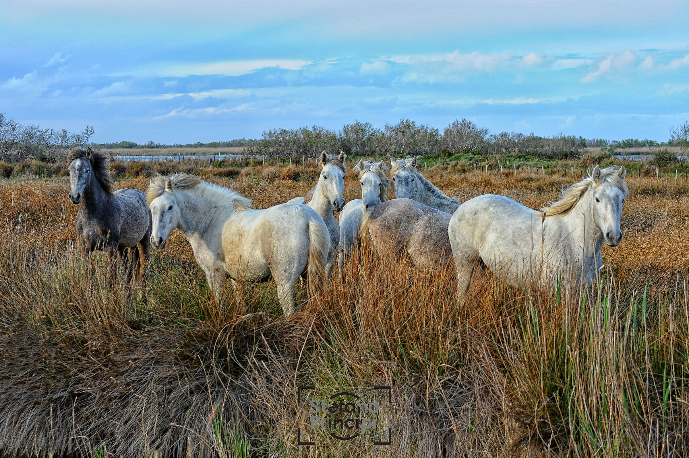 Camargue Horses