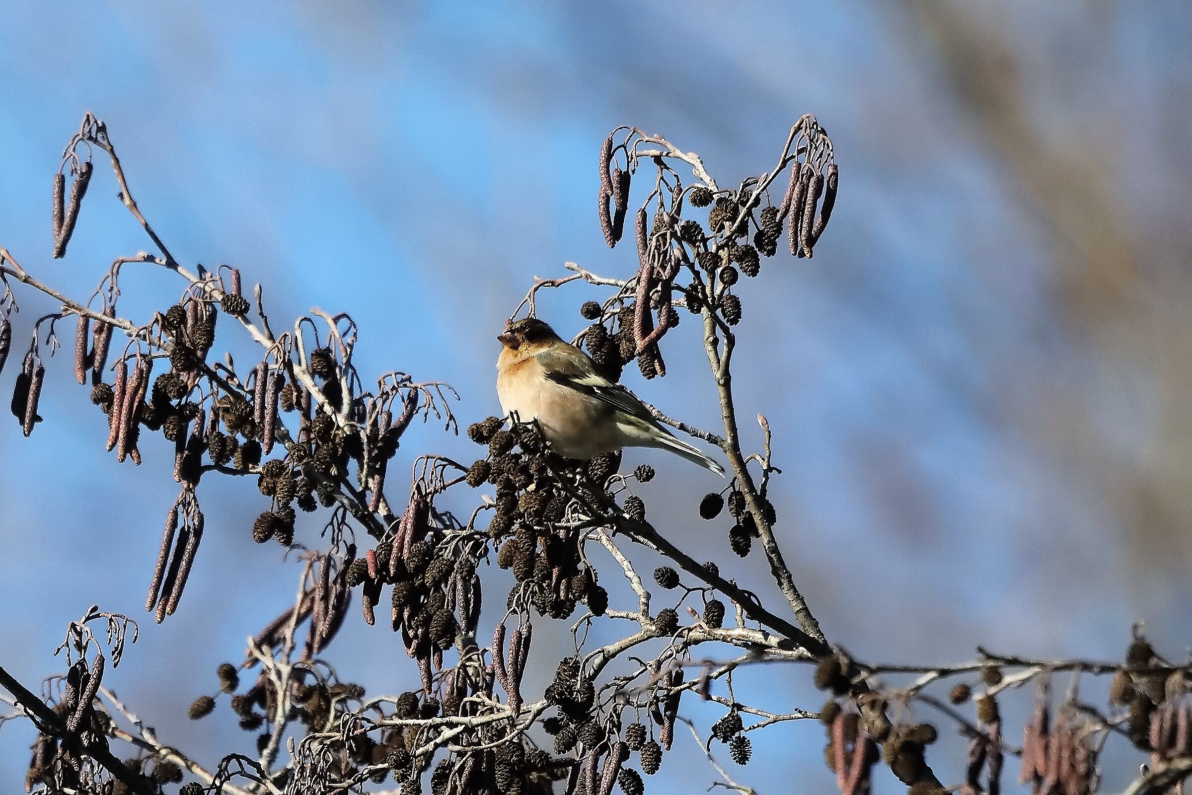 Fringuello 09-01-2023