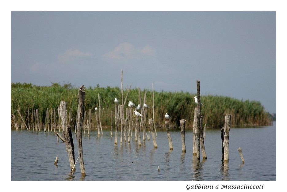 Gabbiani a Massaciuccoli