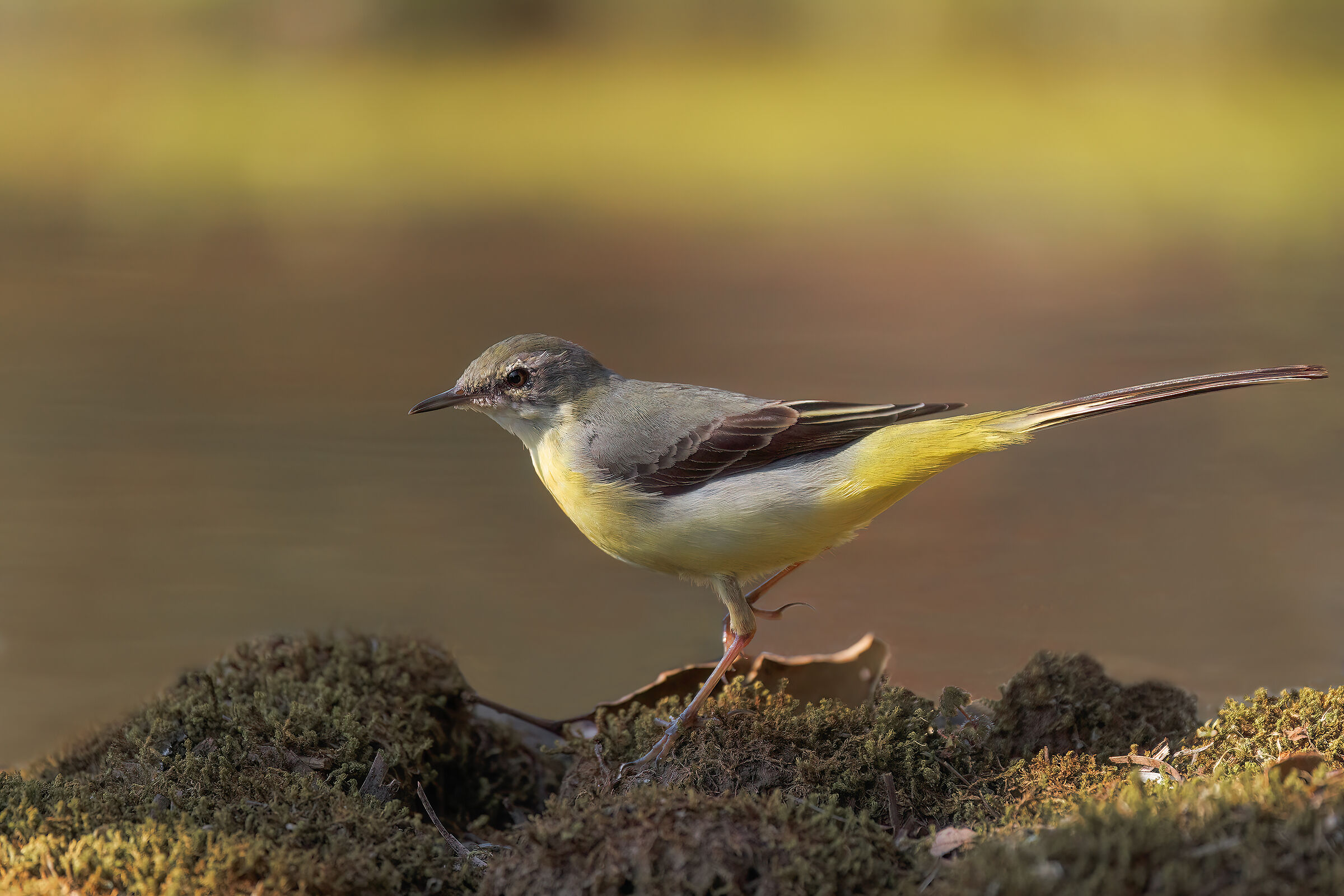 Yellow Ballerina SP 1