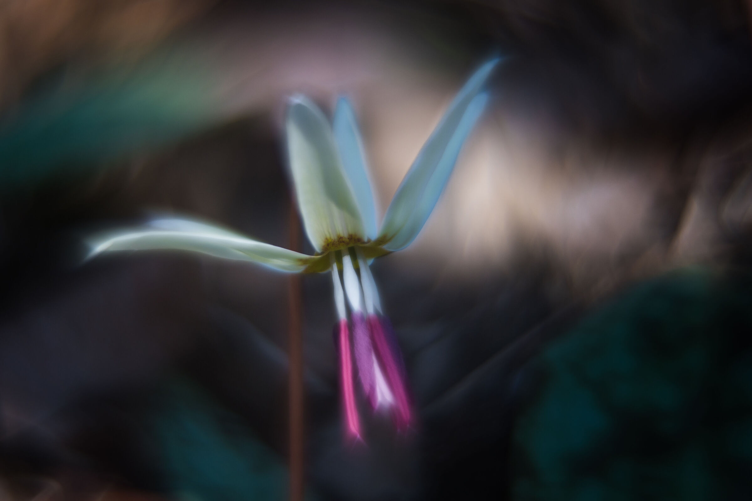 Erythronium dens canis, dog tooth