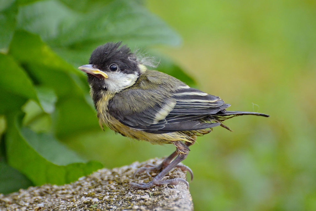 Buona fortuna, pullo!!!!!