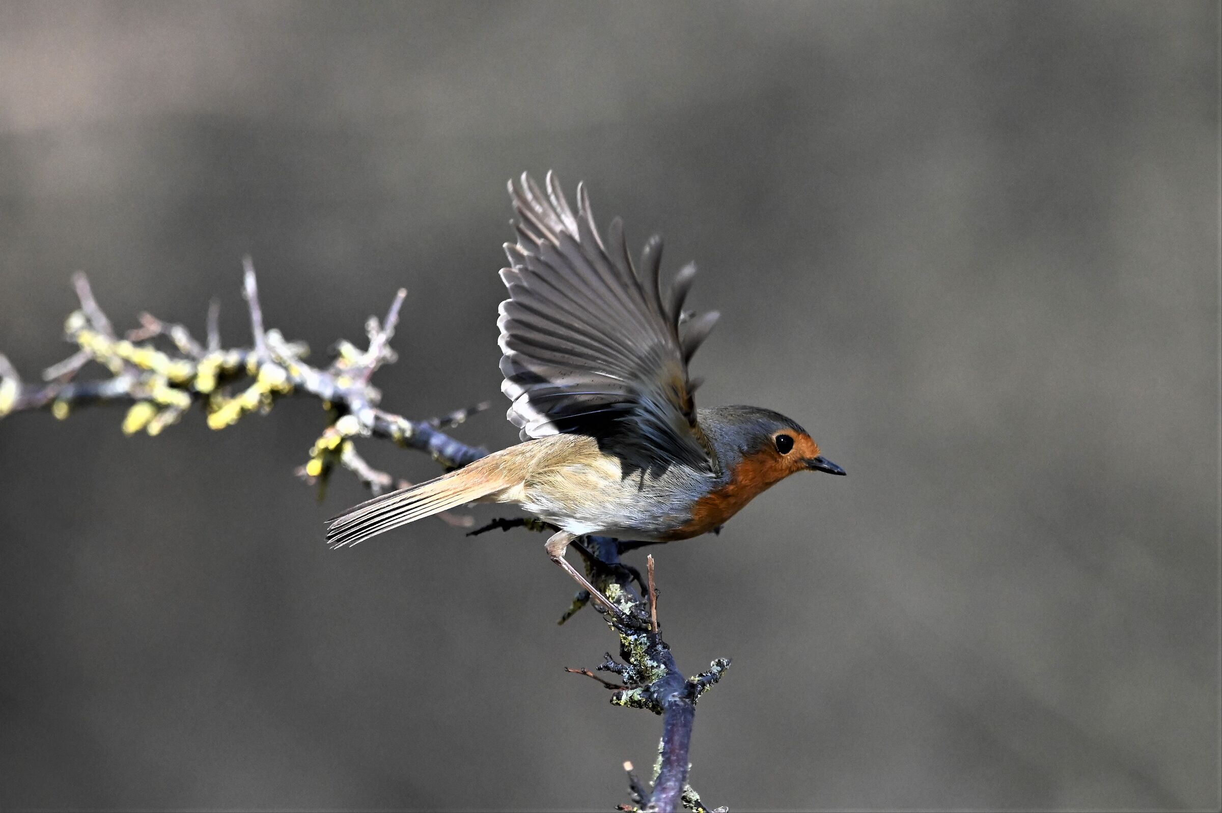 The Prominent Robin
