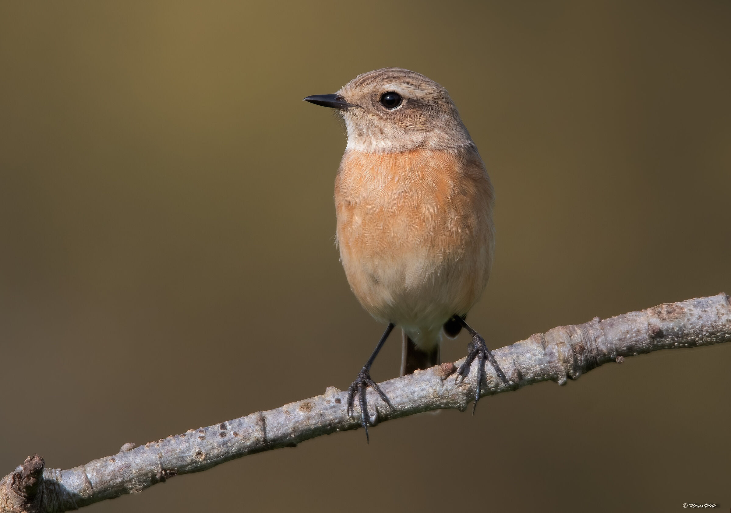 Saltimpalus (Saxicola torquatus) female