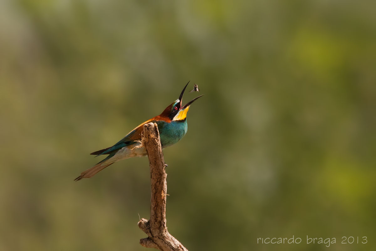 Sono arrivati i gruccioni.