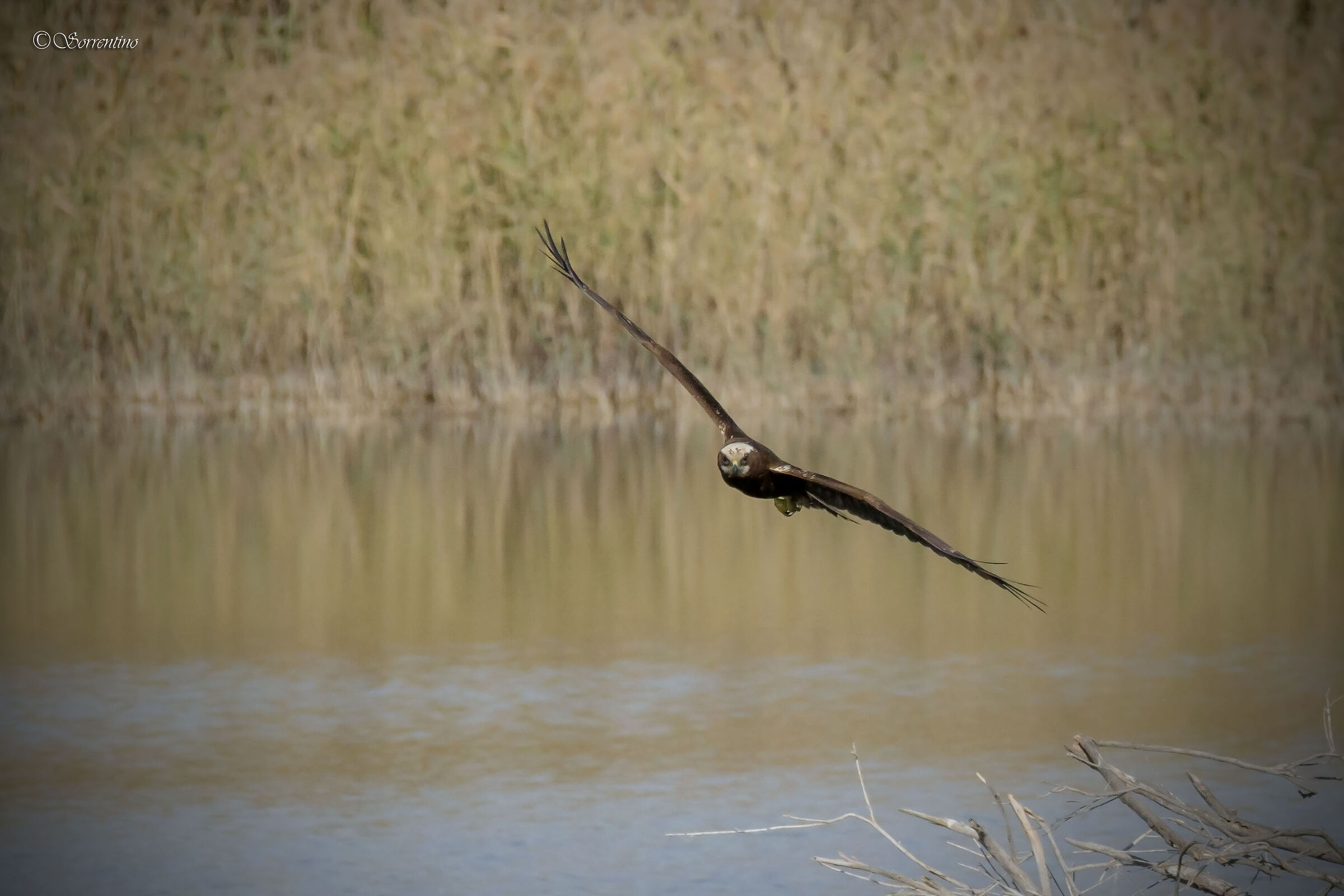 Falco di palude