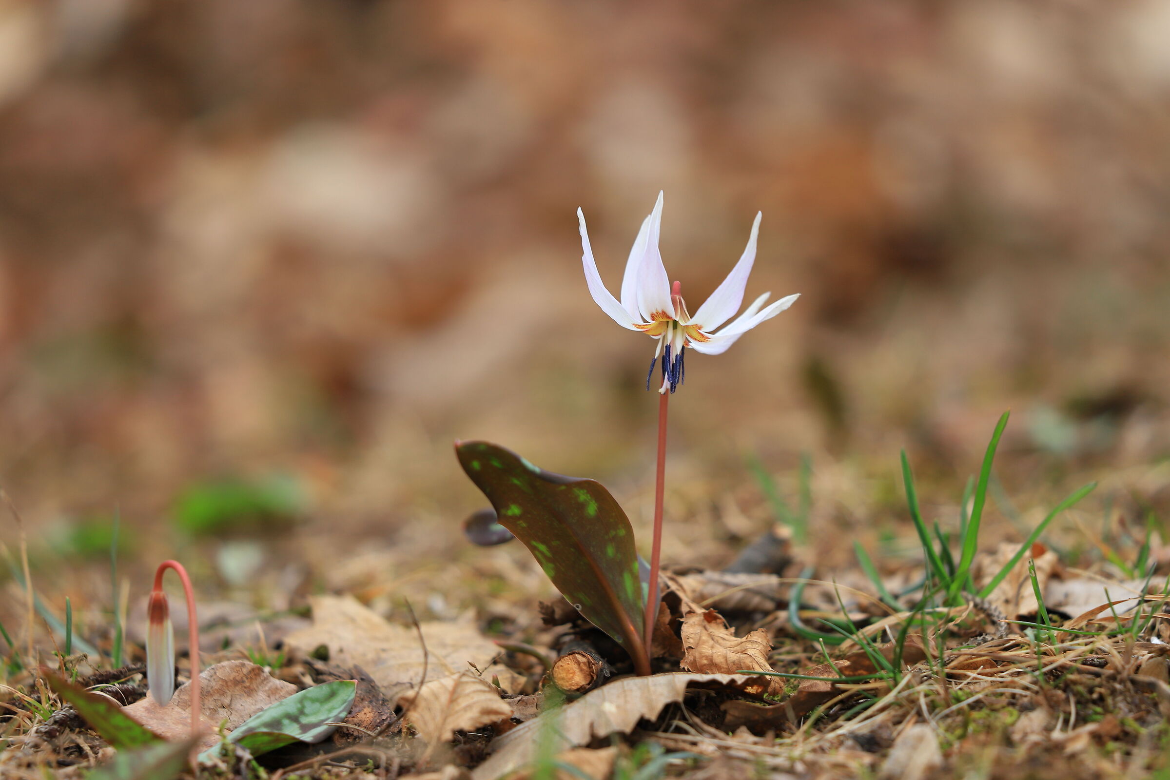 Erythronium dens-canis