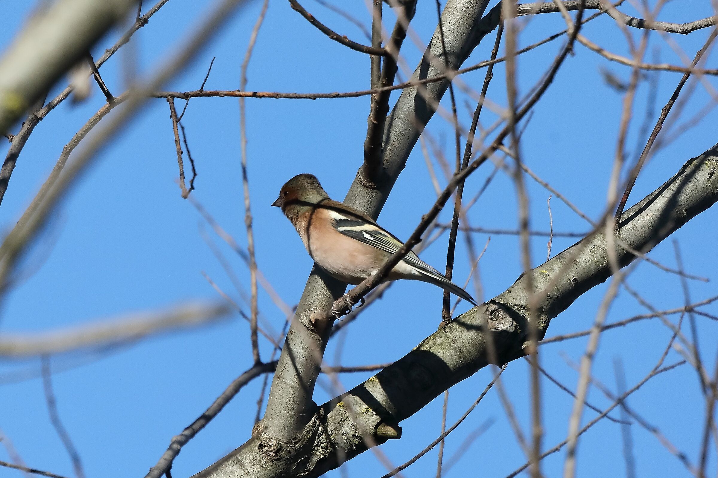 Fringuello 09-01-2023