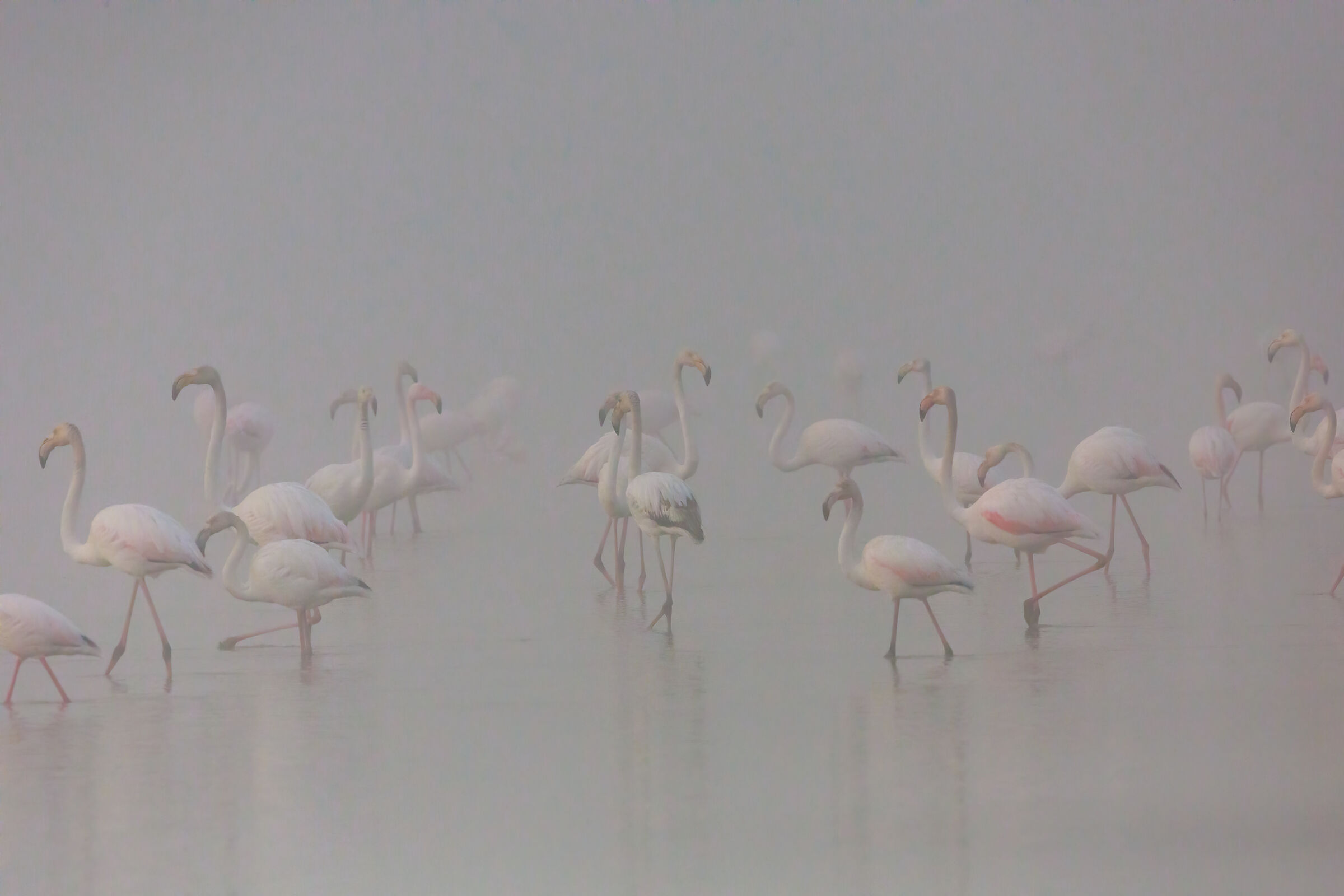 Fog Flamingos
