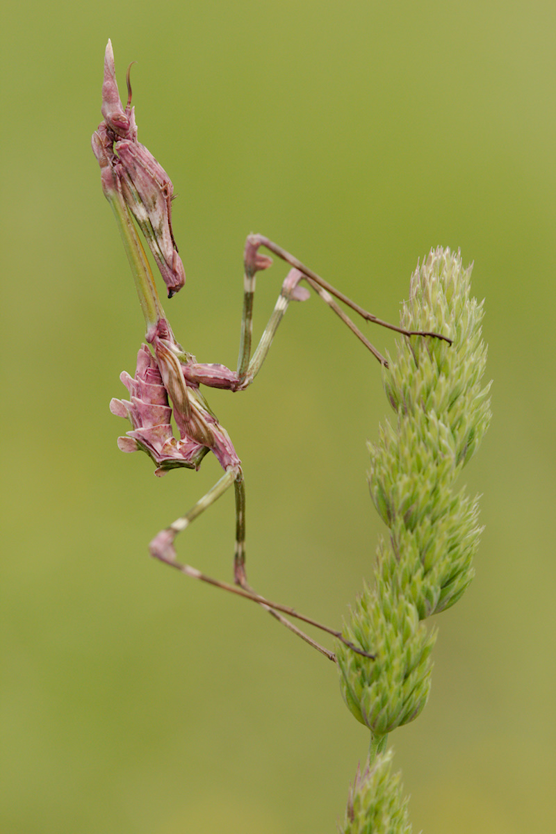 Empusa Pennata