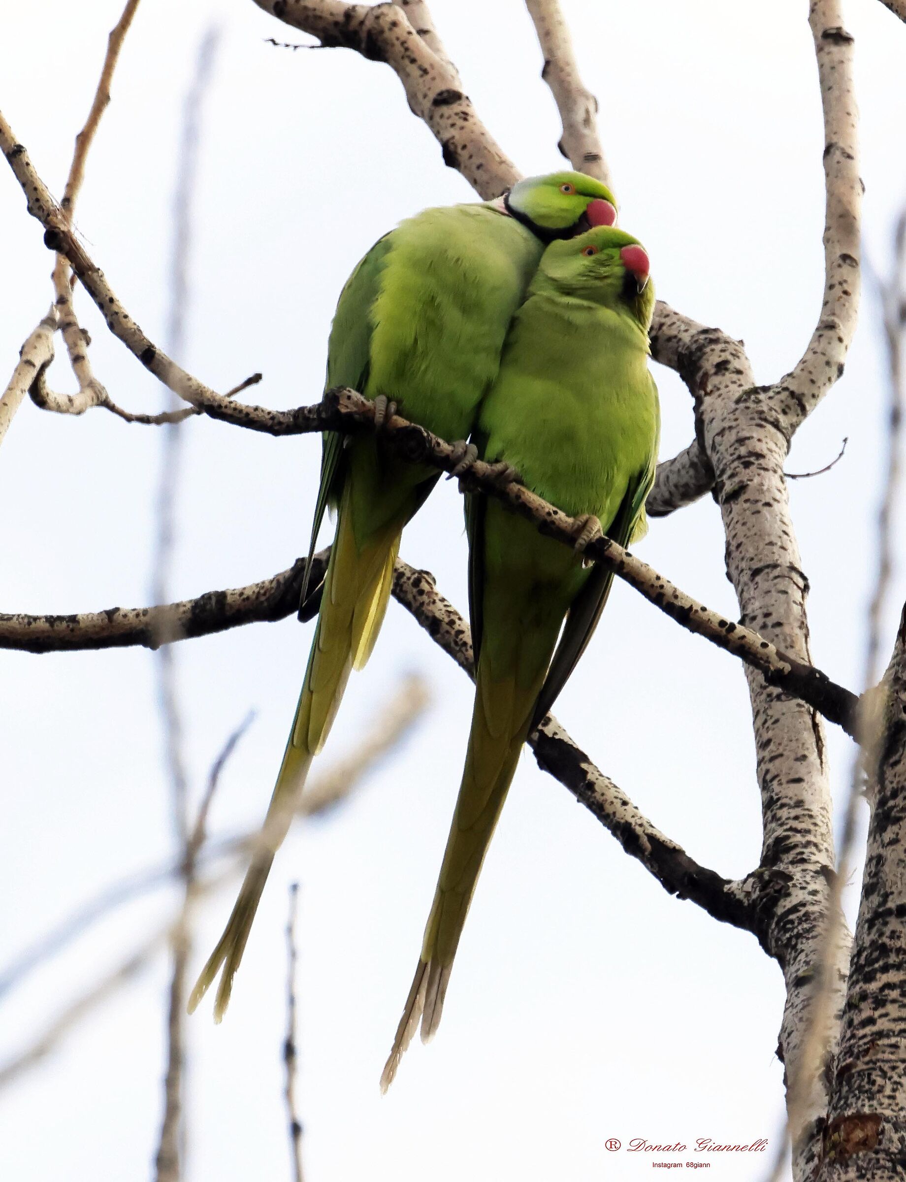 Collared parakeets