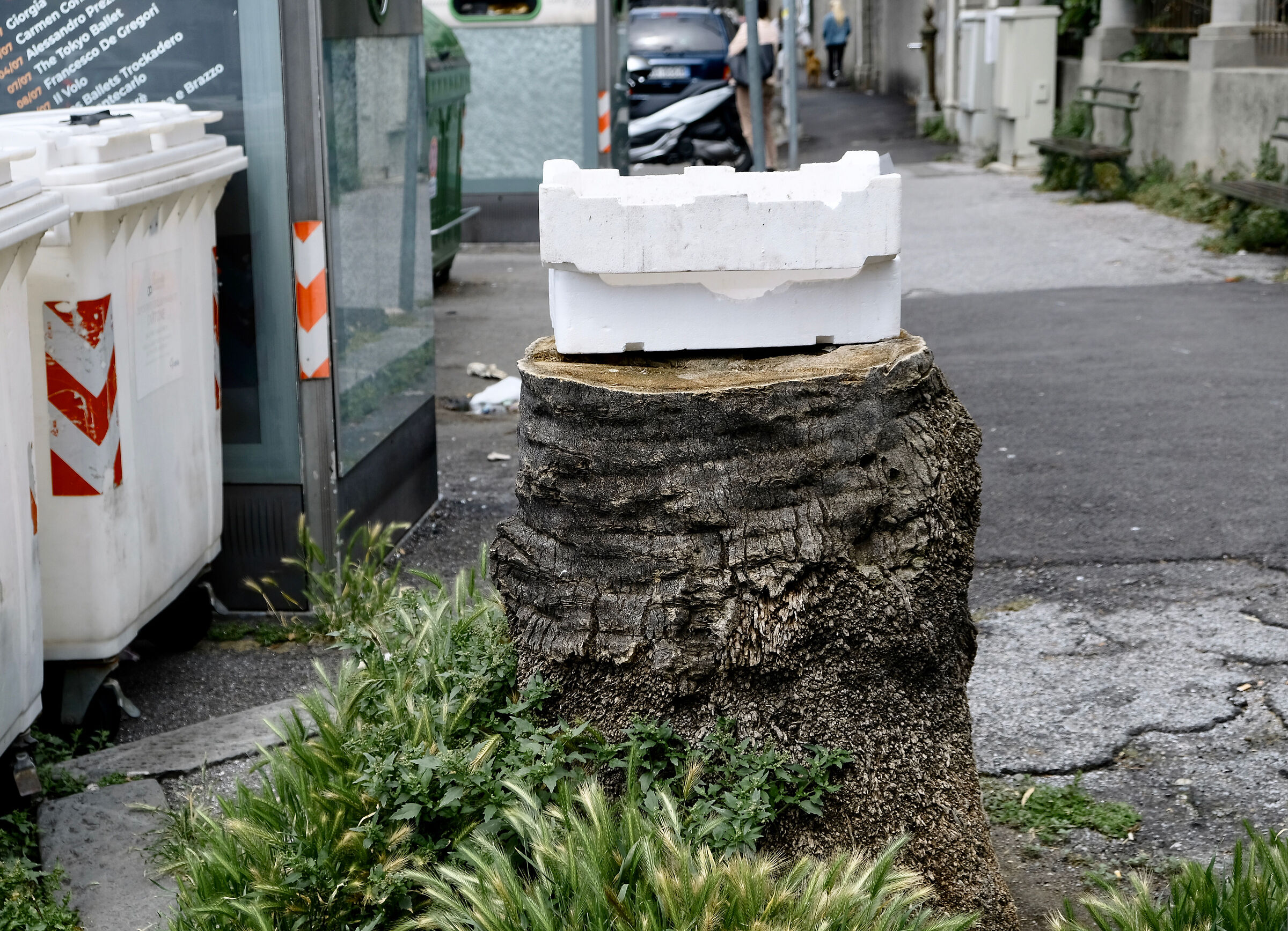La morte delle palme