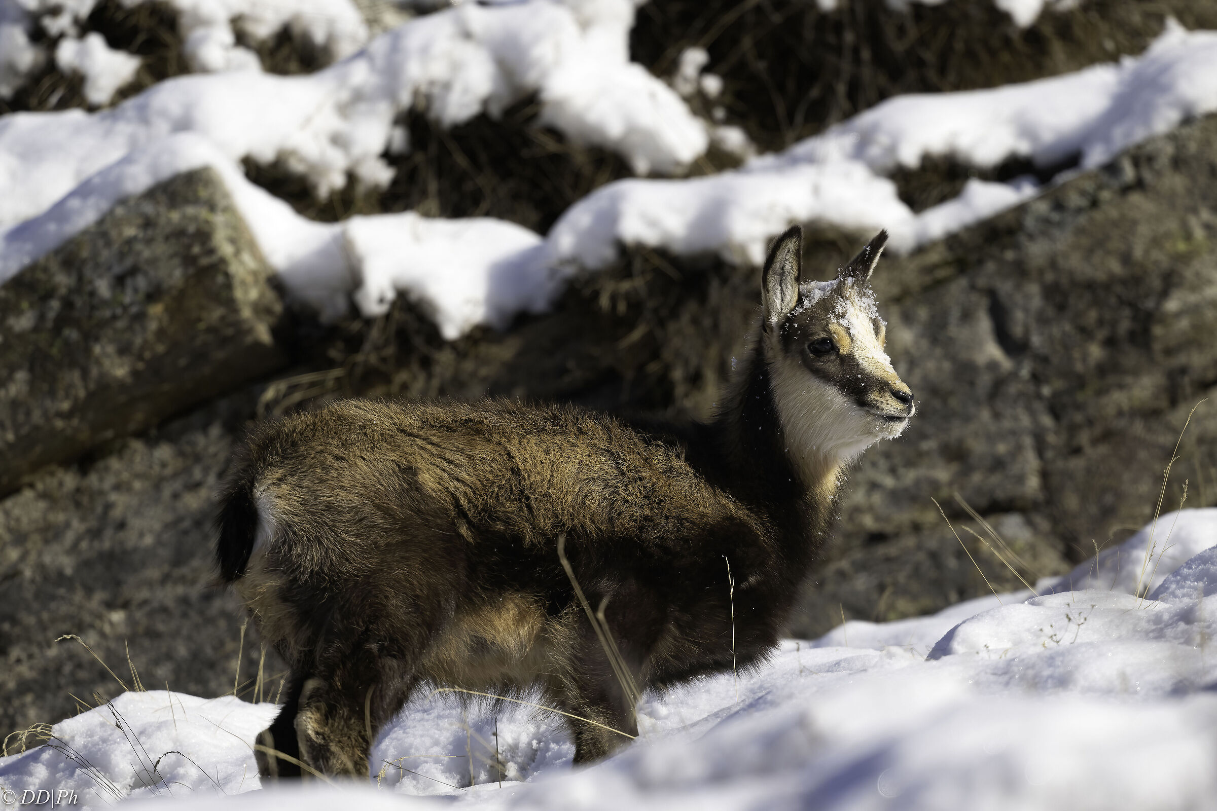 Chamois