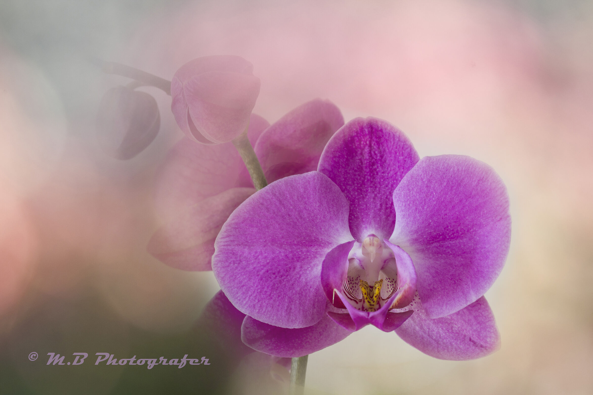 Dedicato a tutte le donne