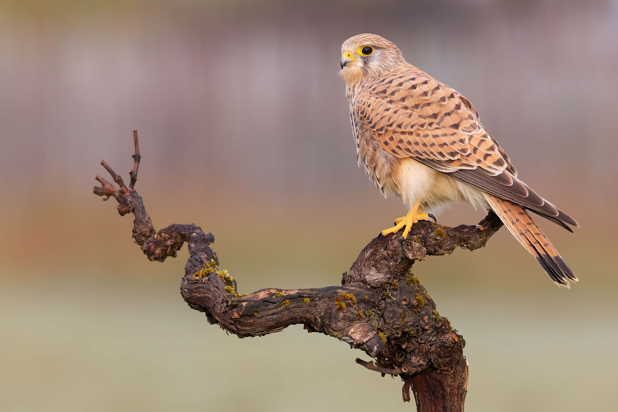 kestrel
