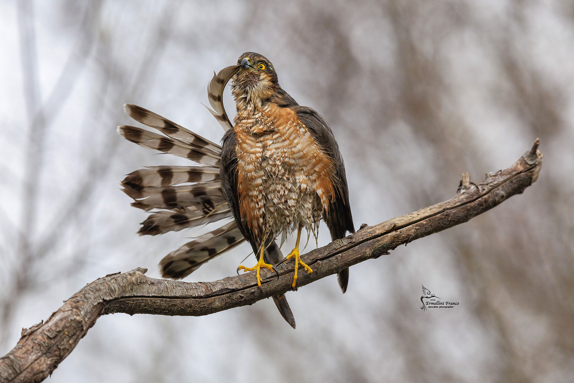 Sparrowhawk
