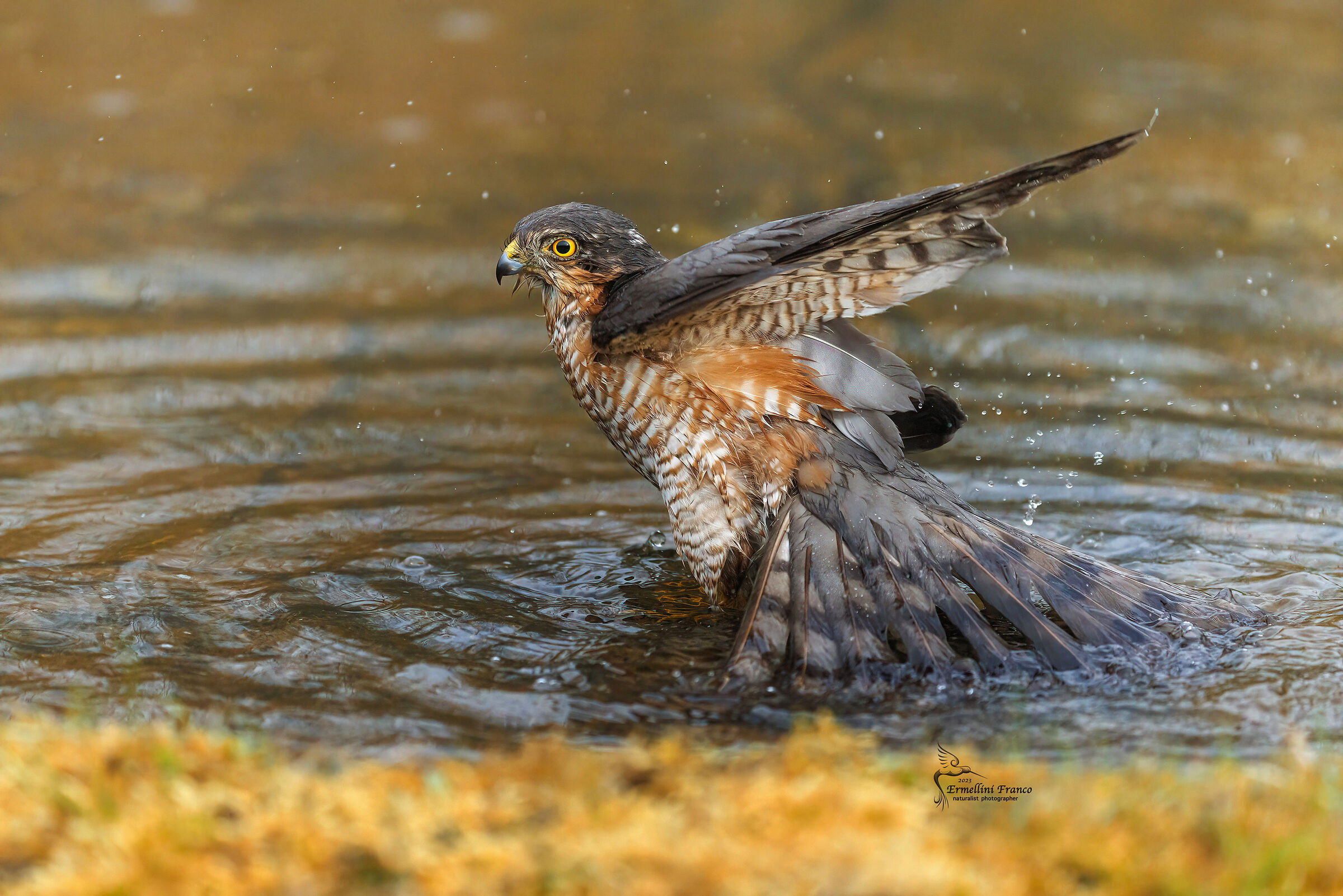 Sparrowhawk