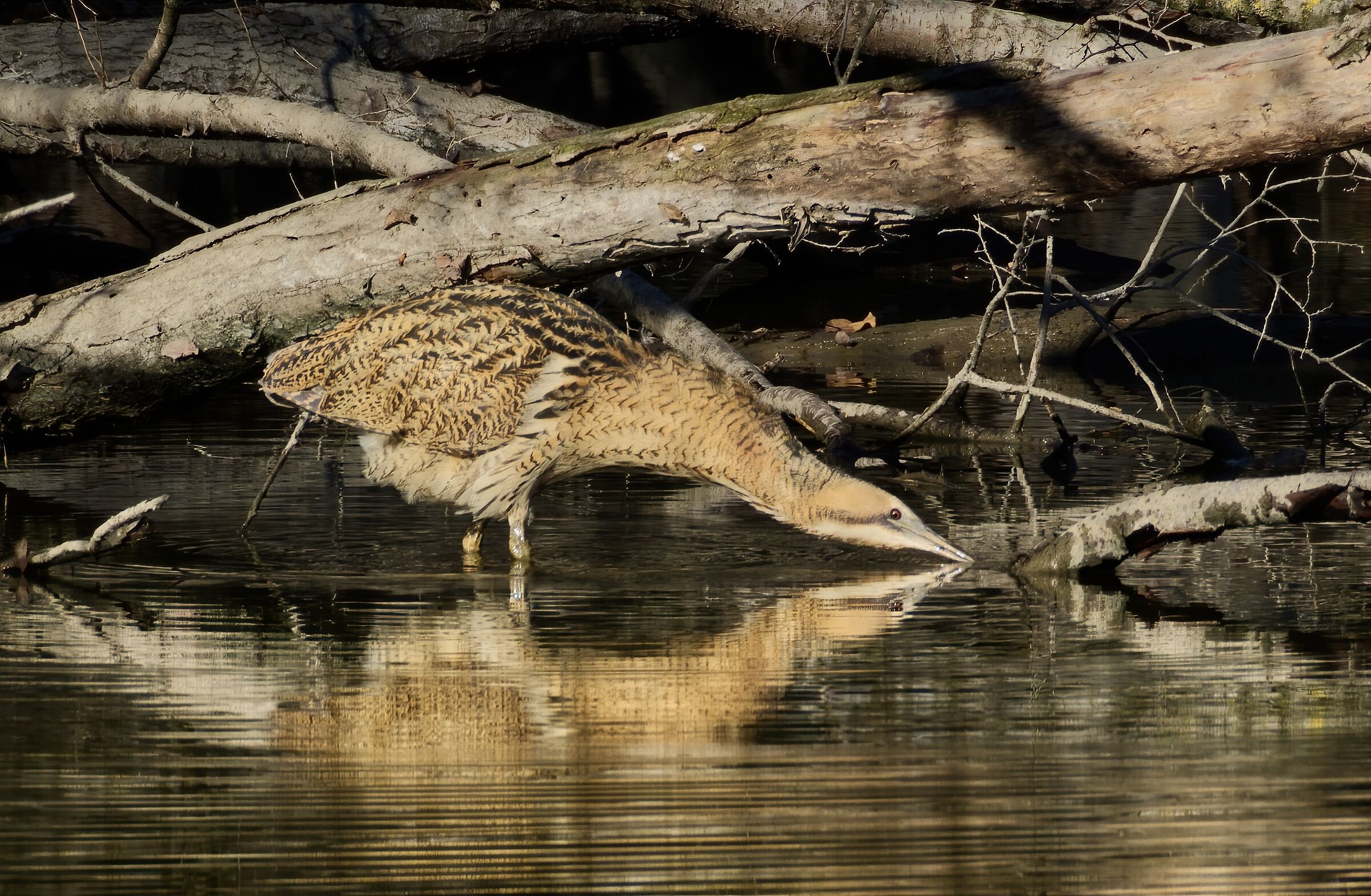 L'abbeverata del tarabuso