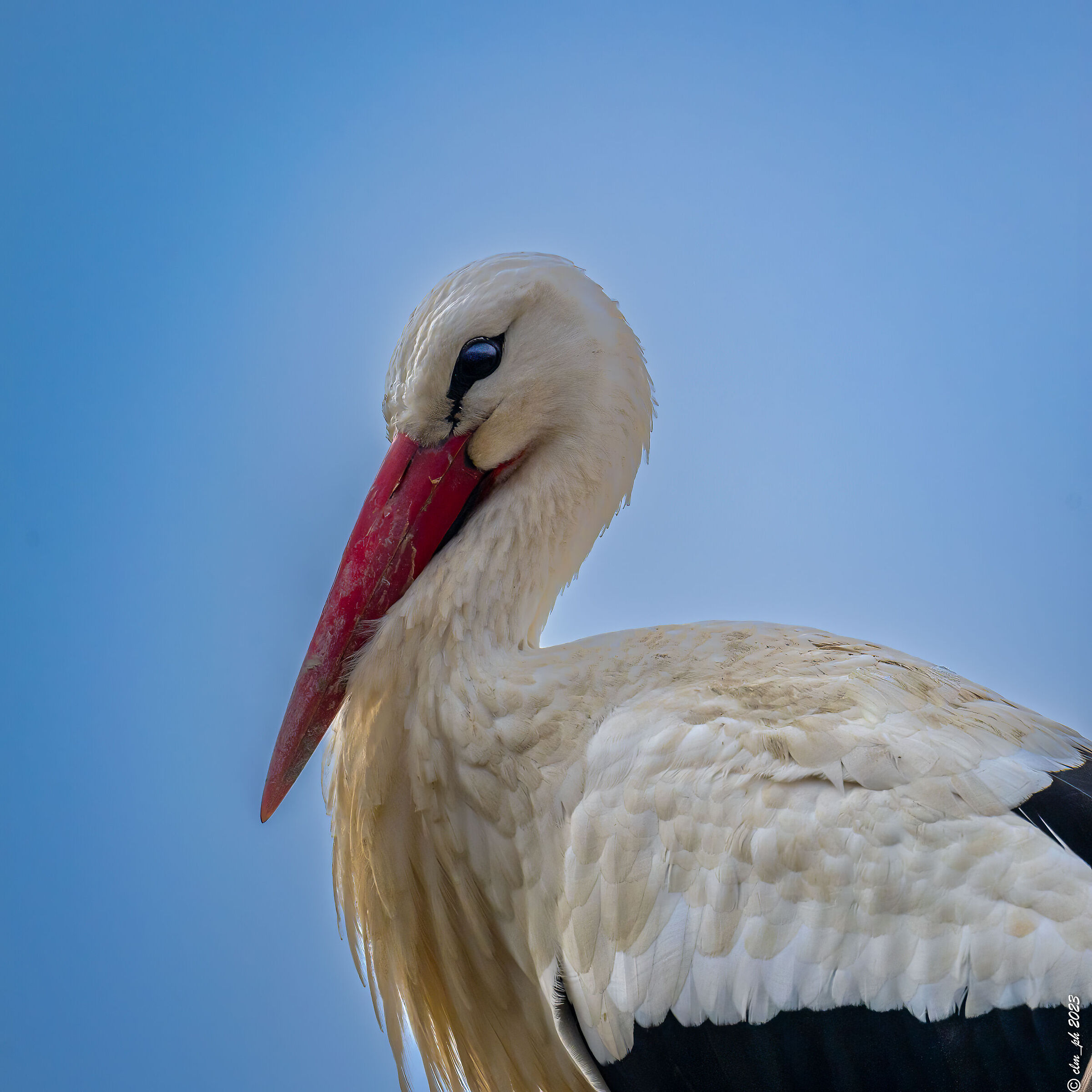 Cycognini Racconigi 1120mm