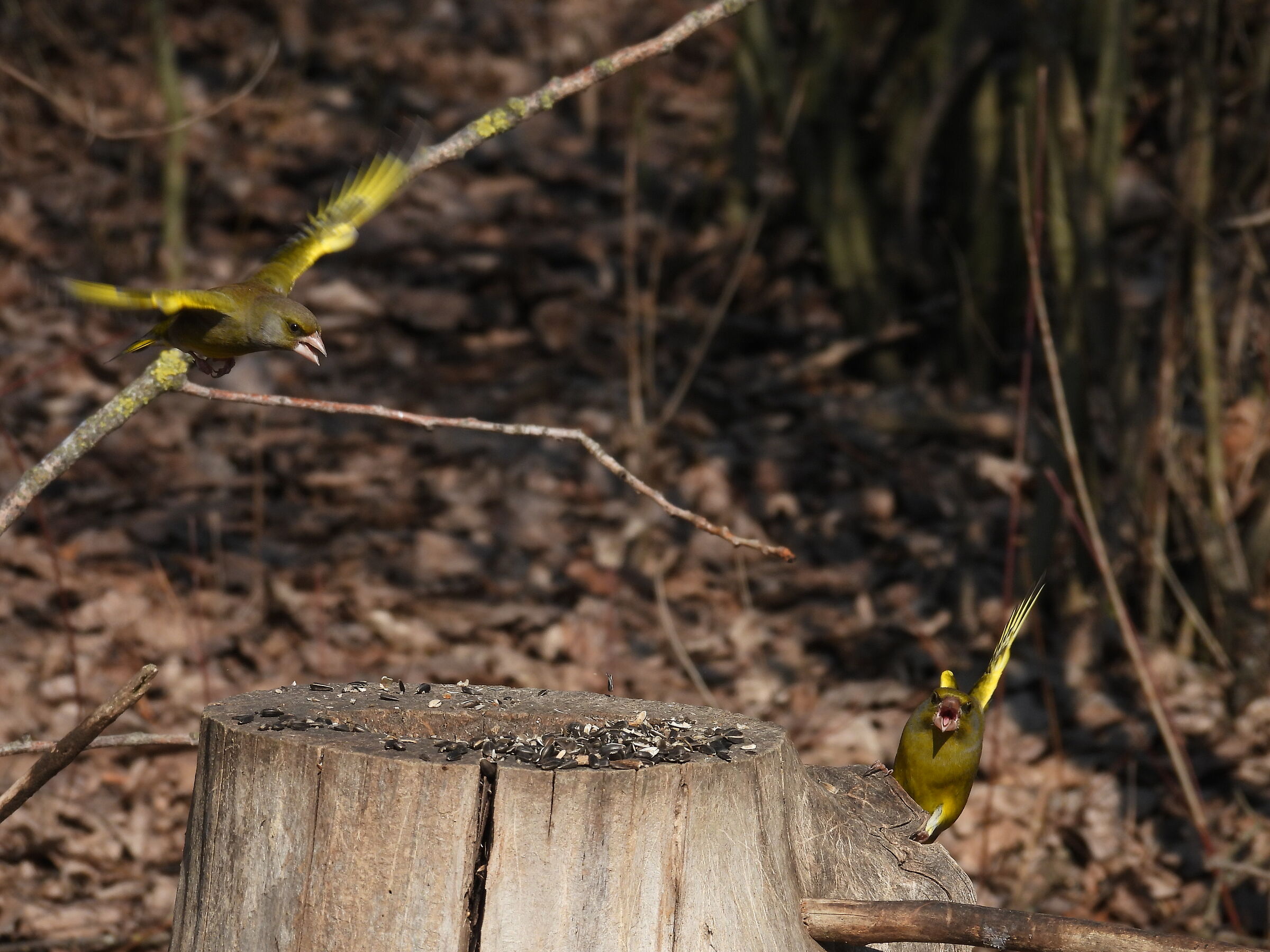 liti tra verdoni 2.0