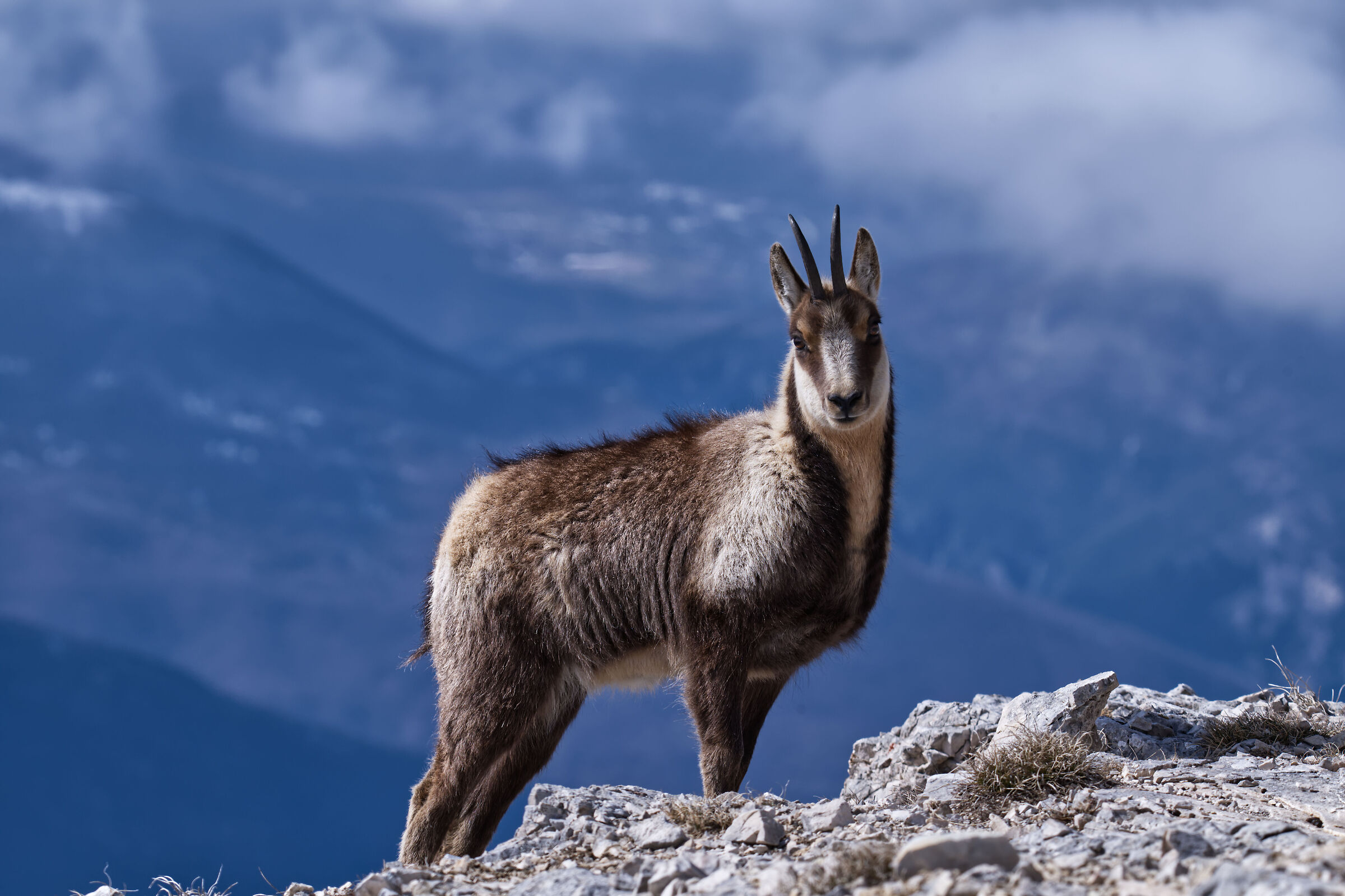 The chamois