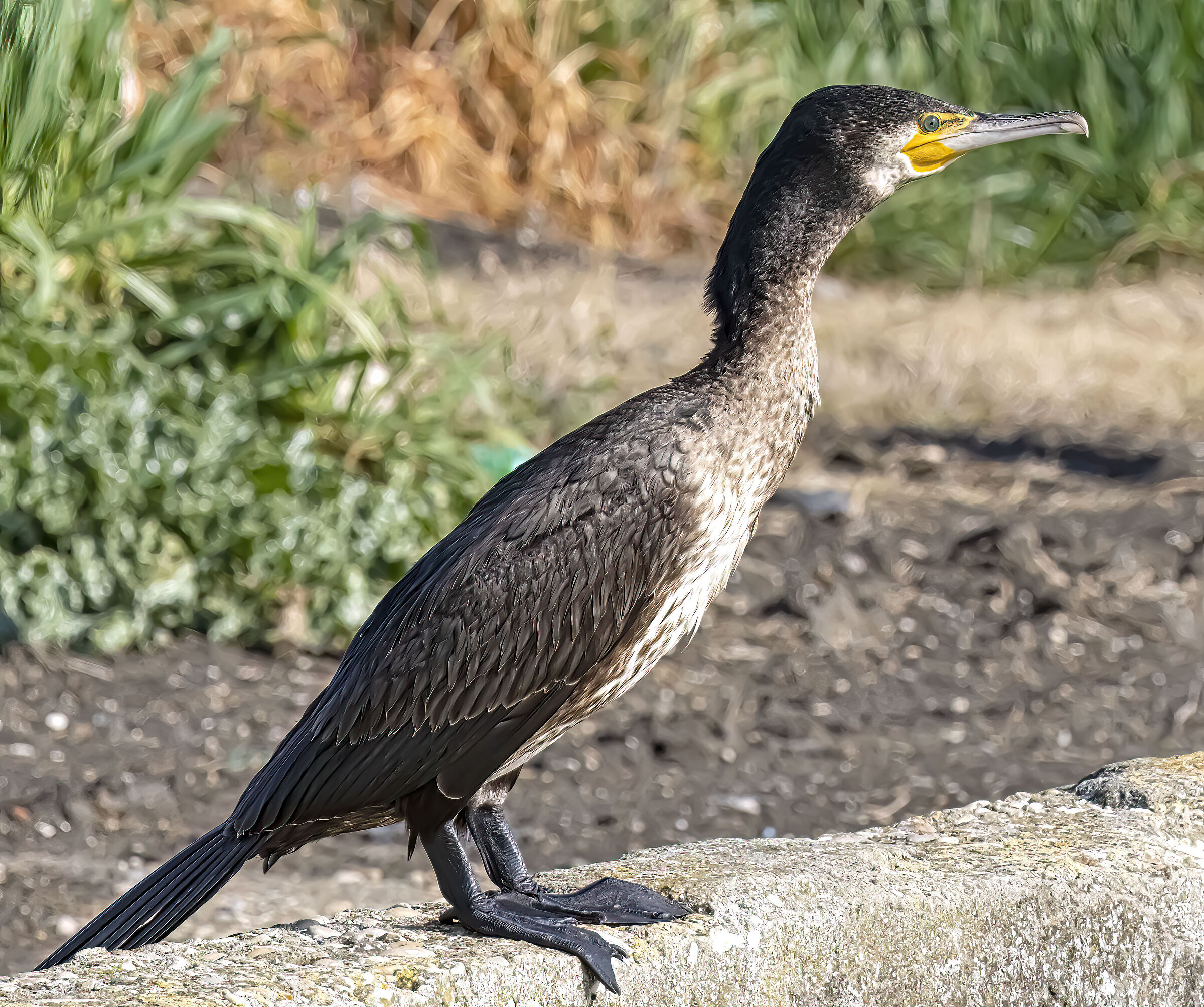 Cormorano a Maccarese