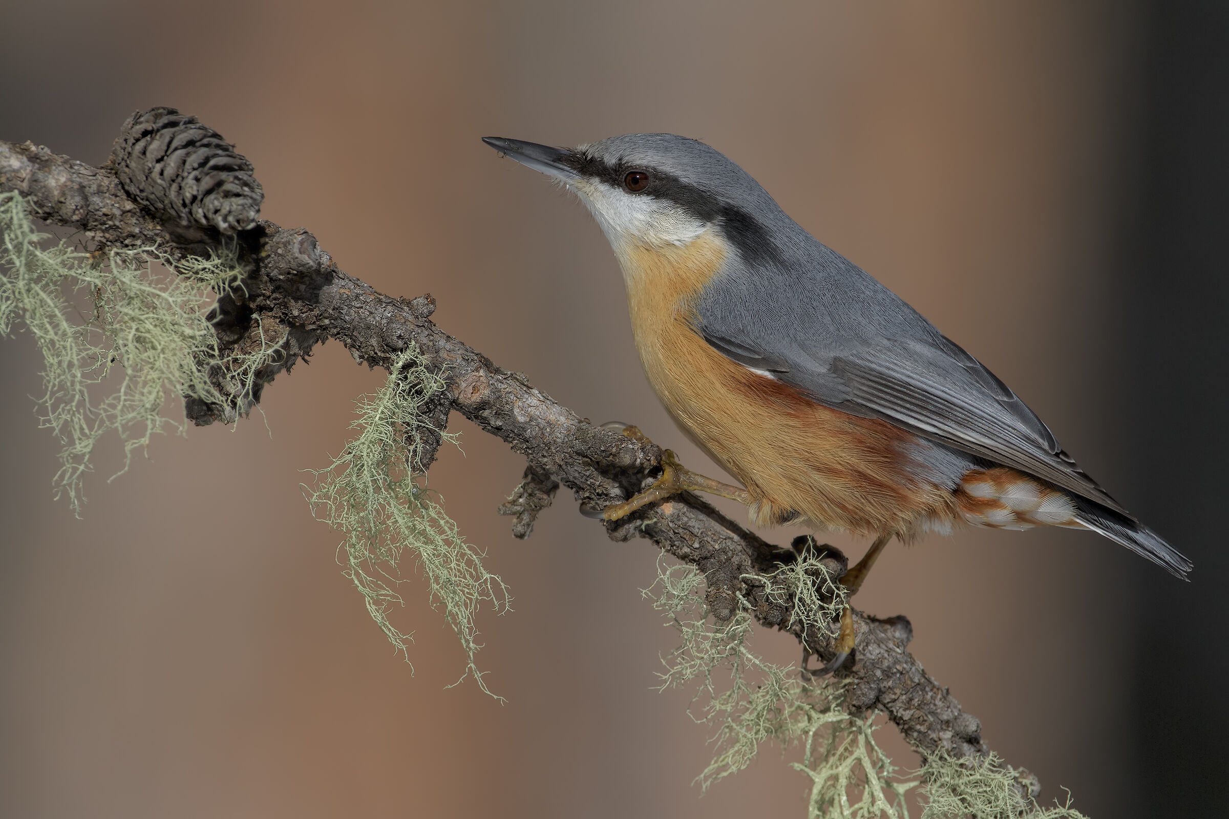 Wood nuthatch