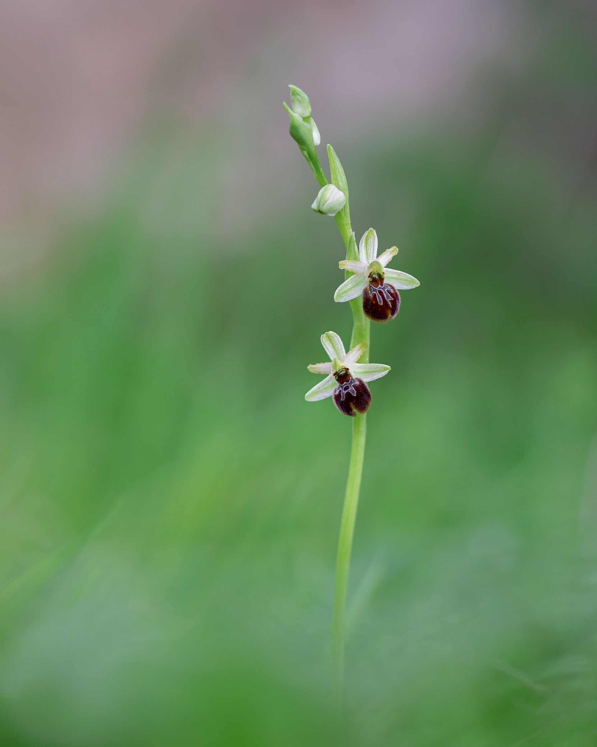 Ophrys exaltata ssp. exaltata