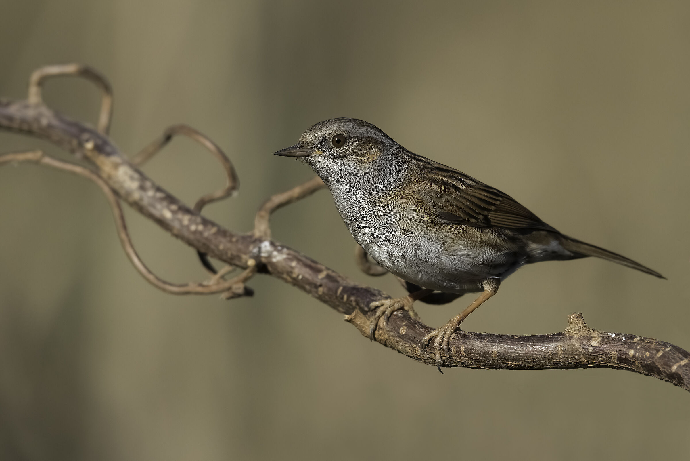 Passera scopaiola