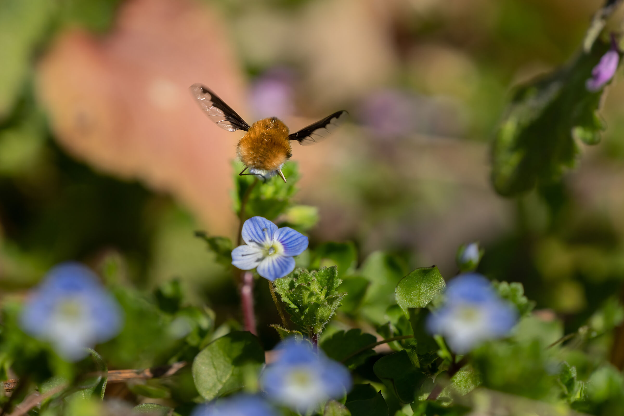 Bombylius Major
