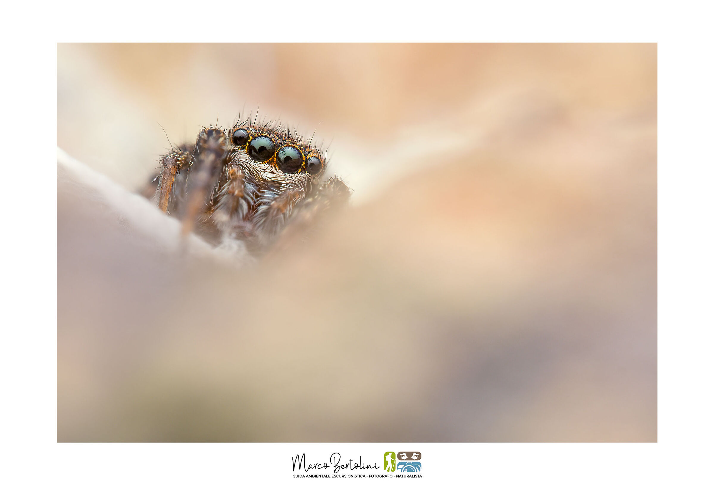 Nascosta fra le rocce...