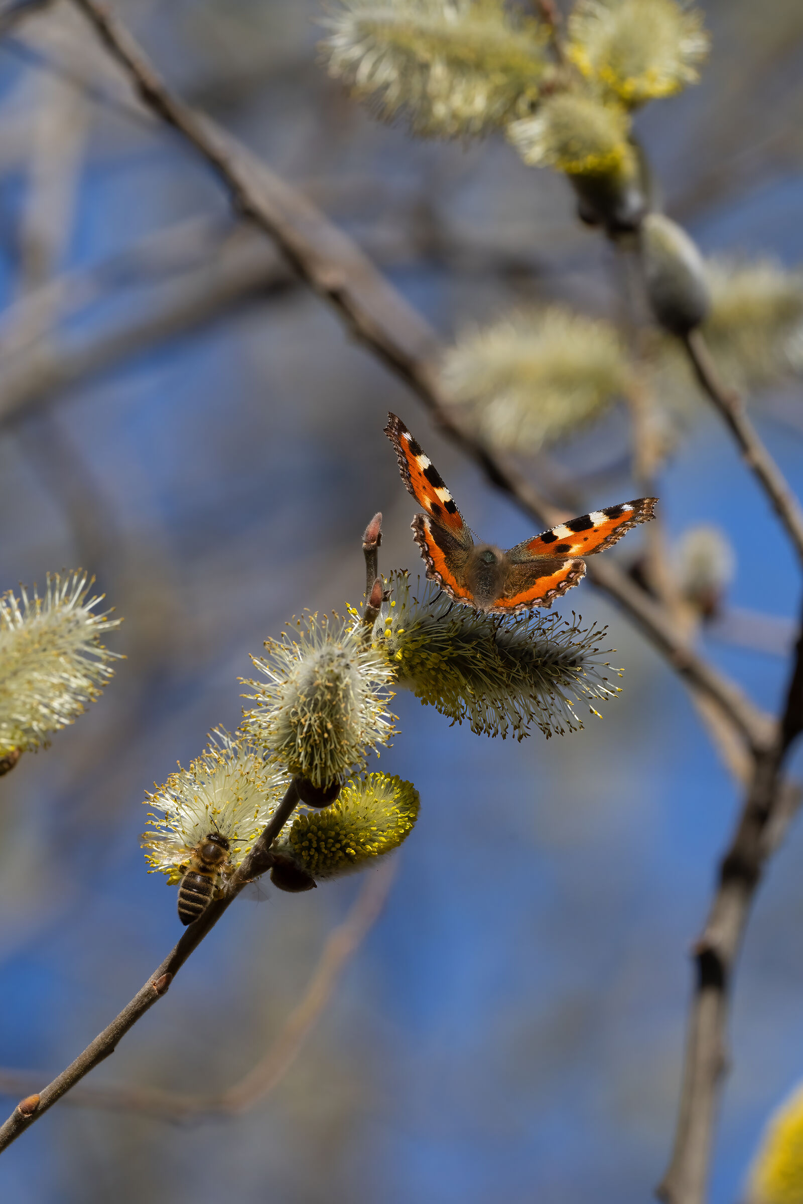 Do you never want to fly away?