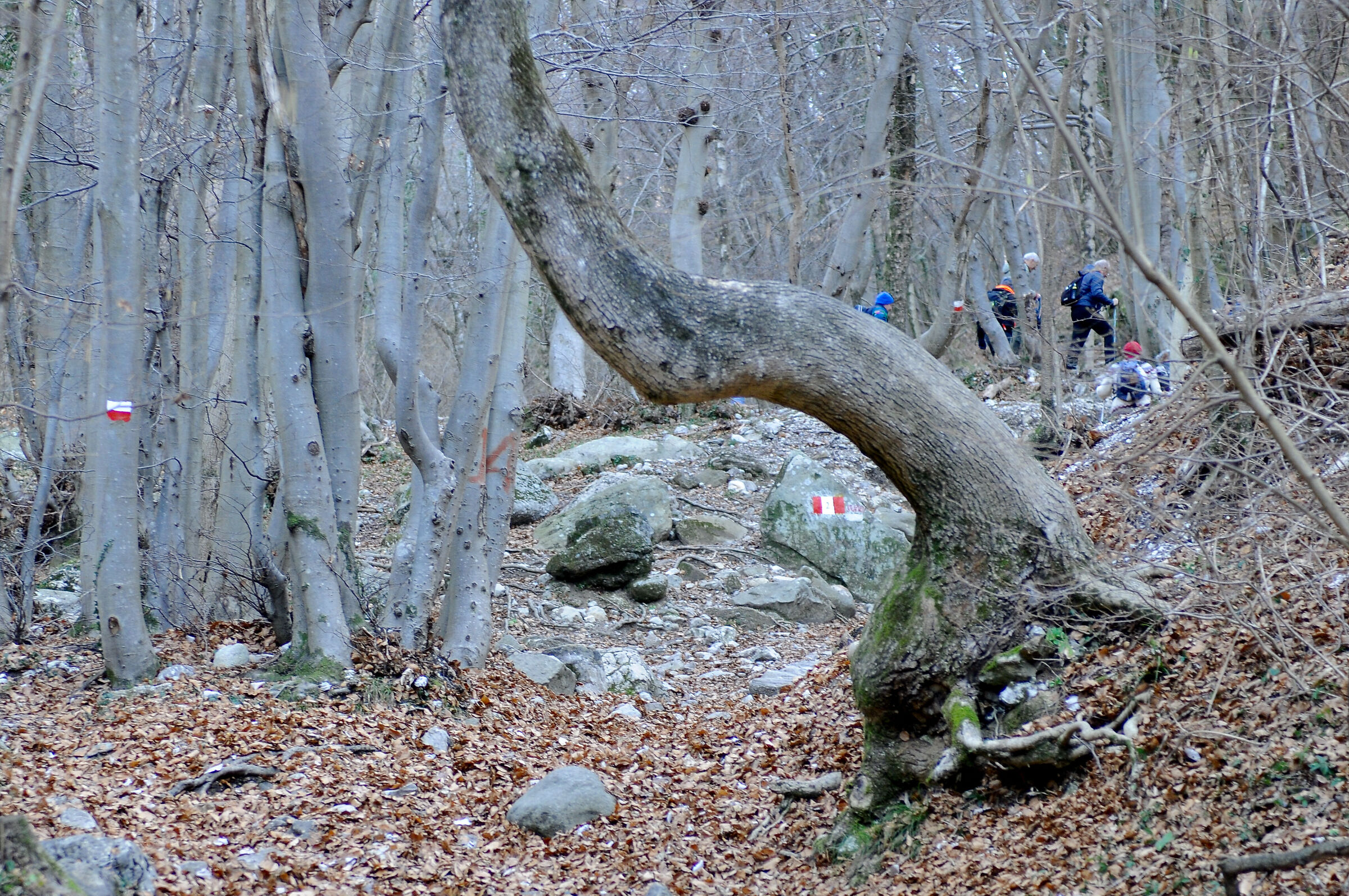 mi sposto cosi si vede il segnavia