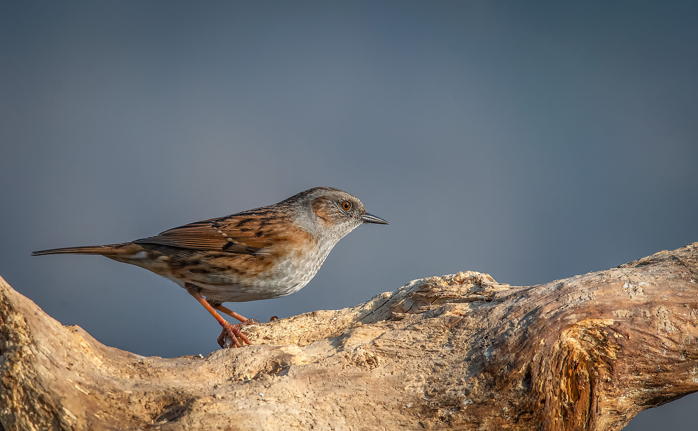 Dunnock