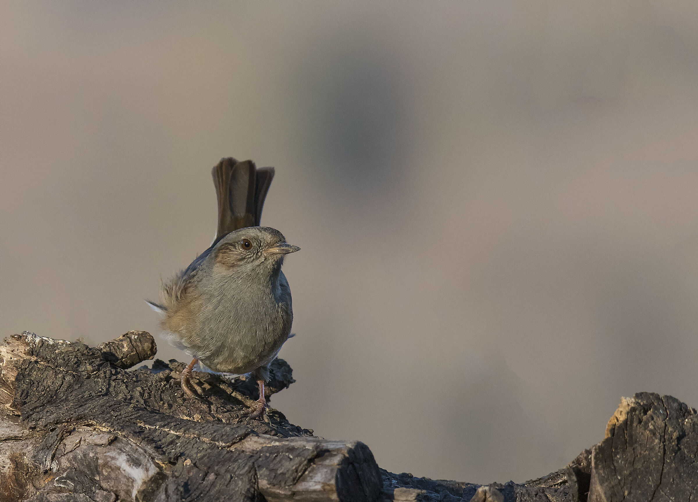 Dunnock